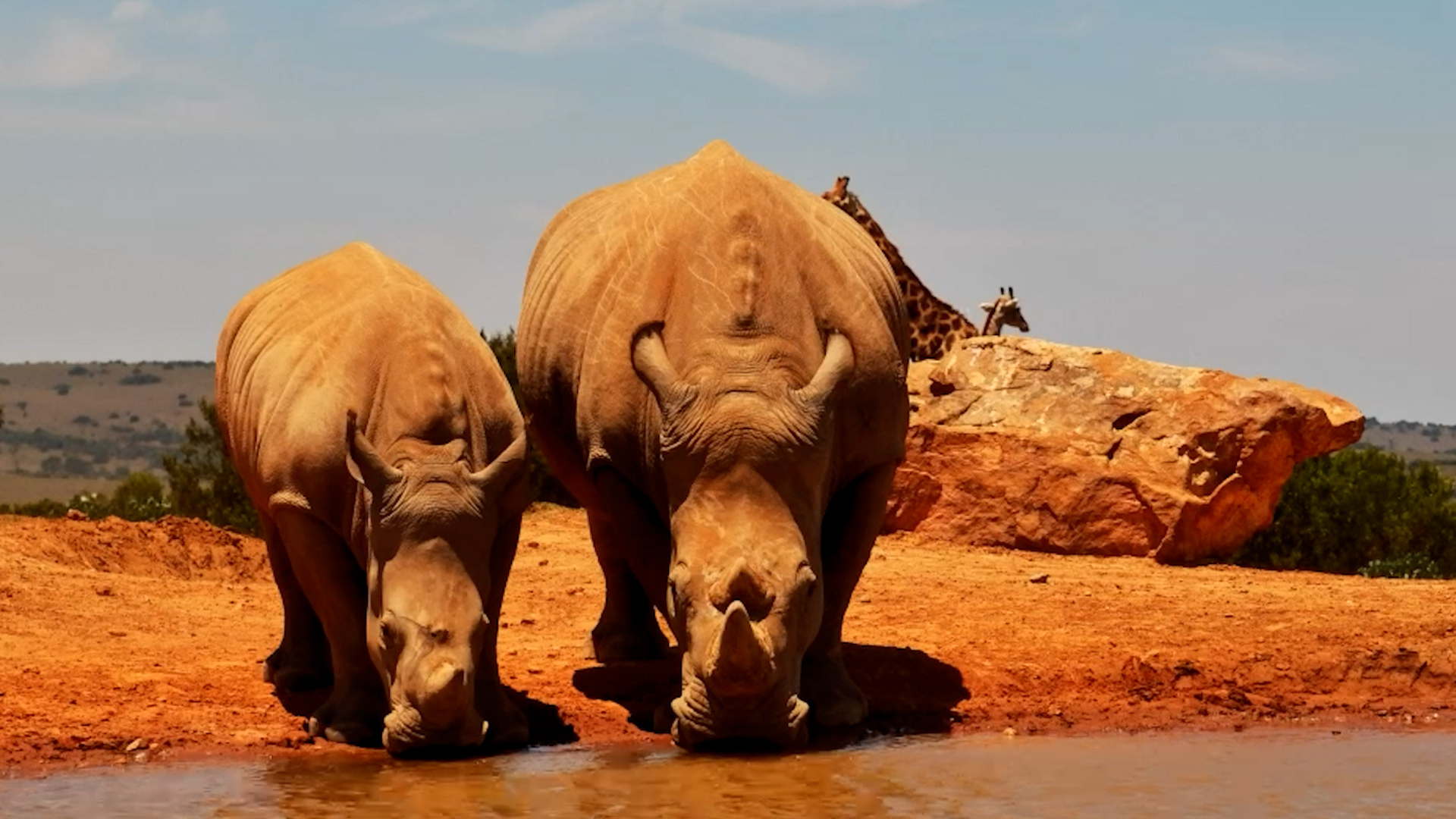 Rhino Mother and Calf Share a Drink