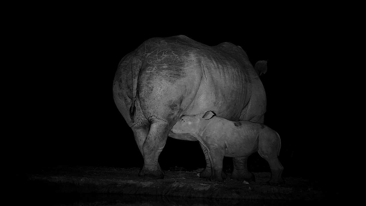 The Night Felt Big for Mandy’s Little Calf