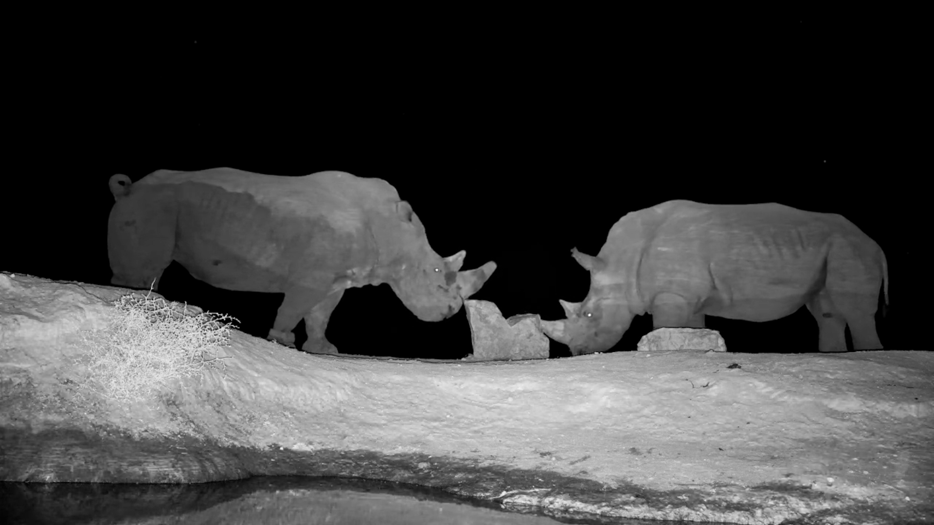 Dominance Battle: Rodney and Rollo Face Off