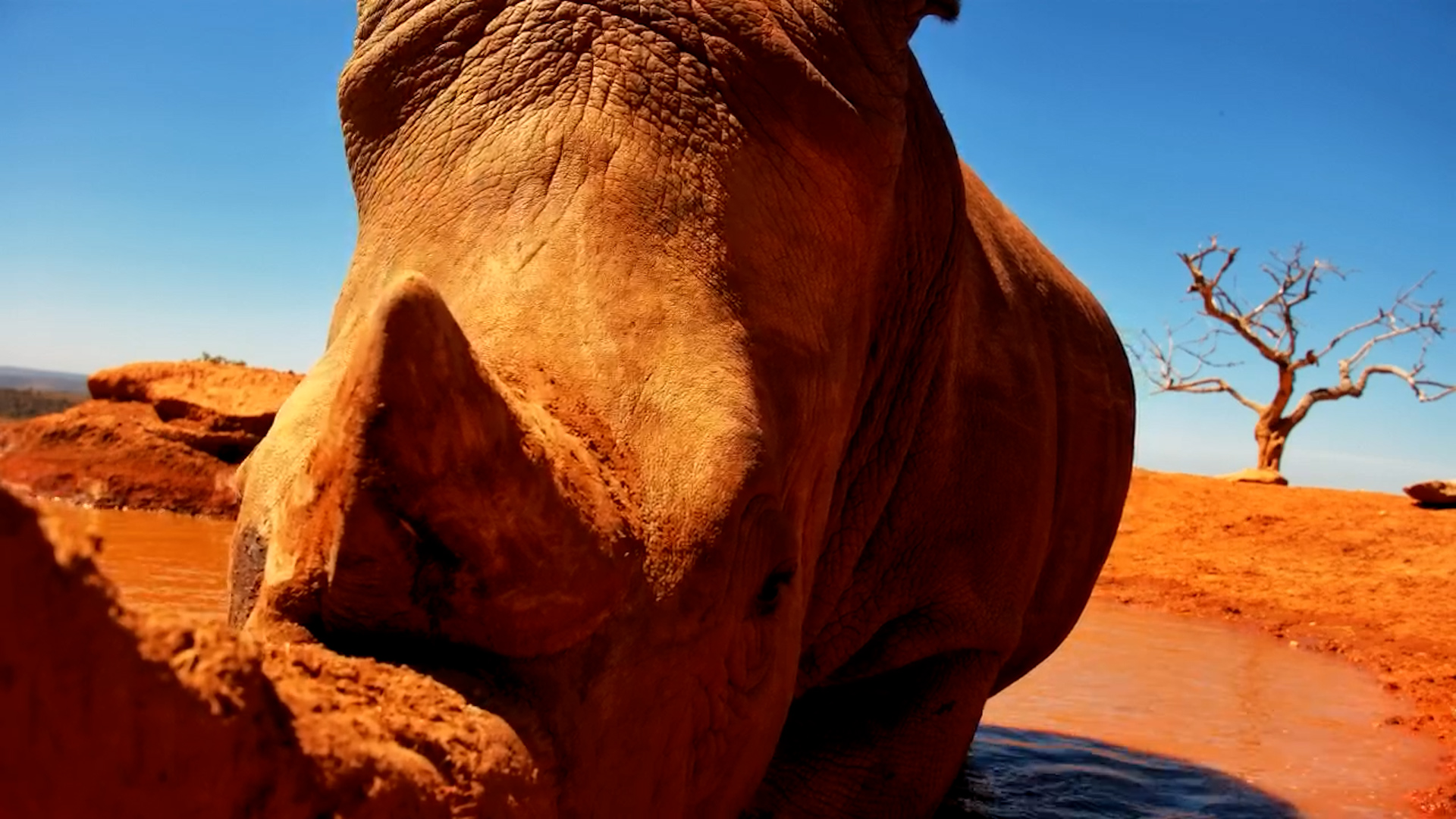 Rhino Gets Too Close to the Camera!