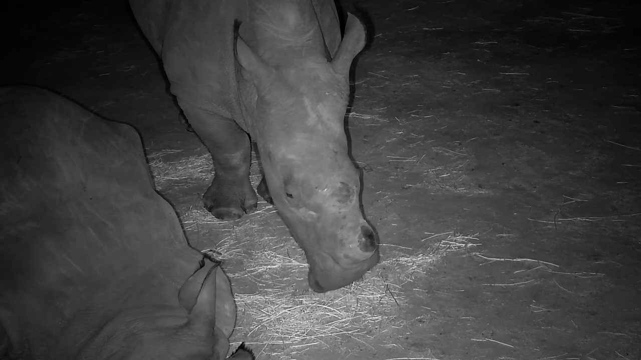 I’m Trying to Sleep!”… Rhino Drama Unfolds