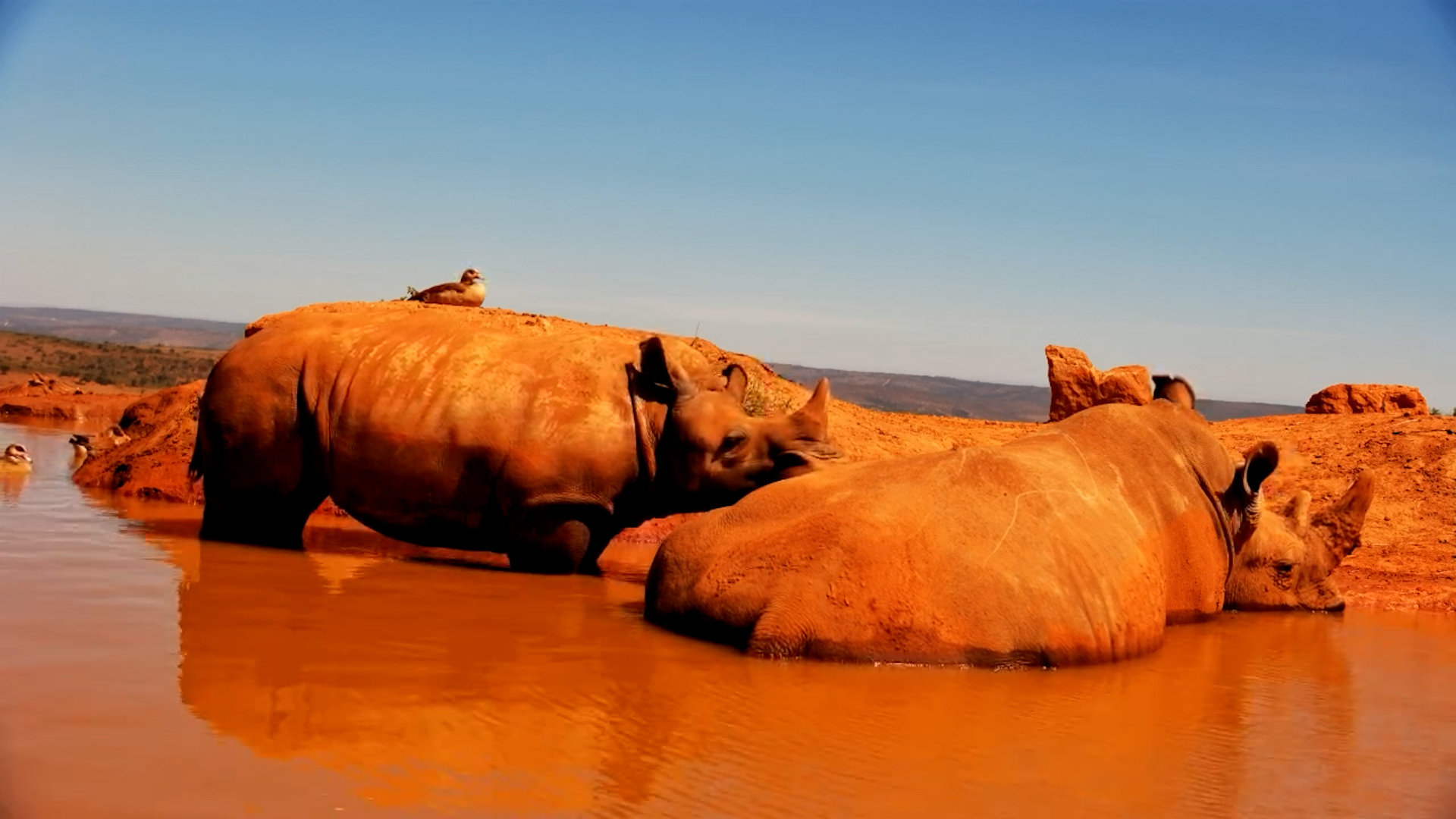 Calf Rests on Mother While Wallowing