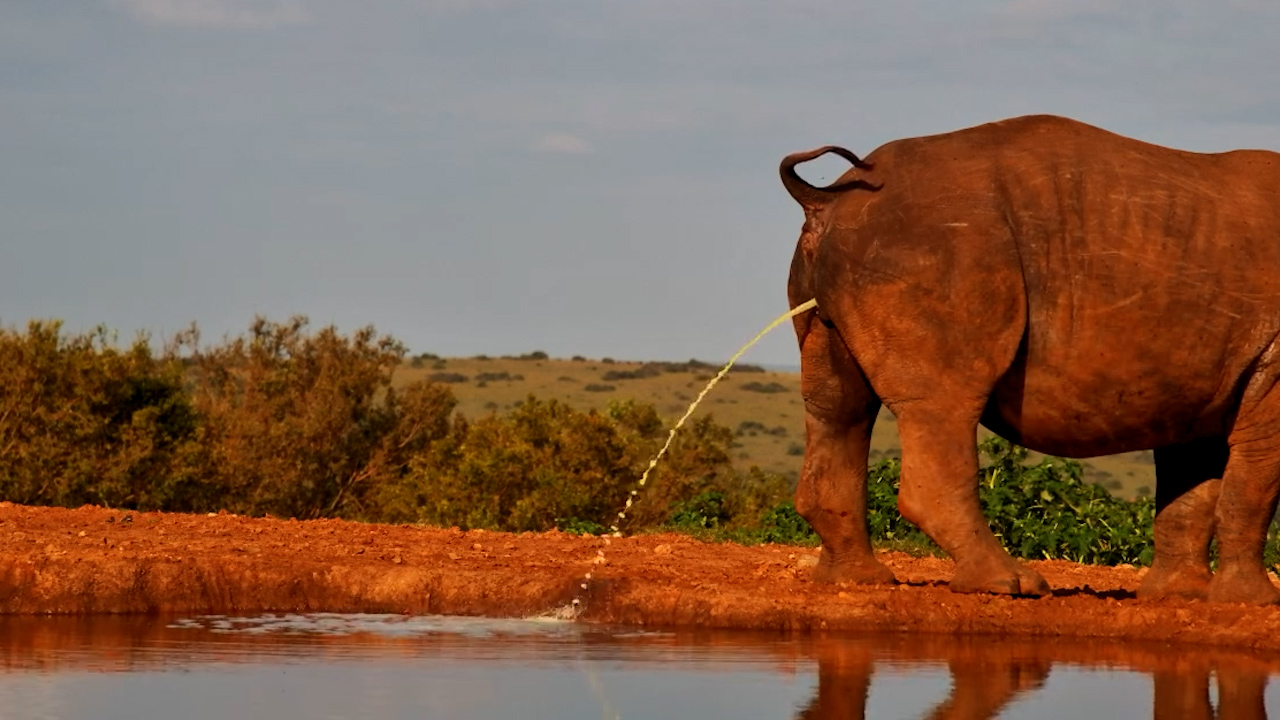 Rhino Drinks… Then Immediately Gives It Back