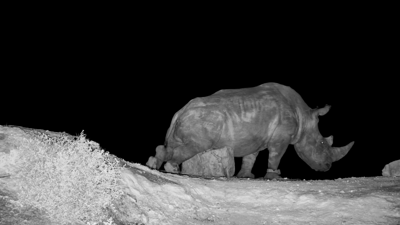 Watch How This Rhino Scratches an Itch