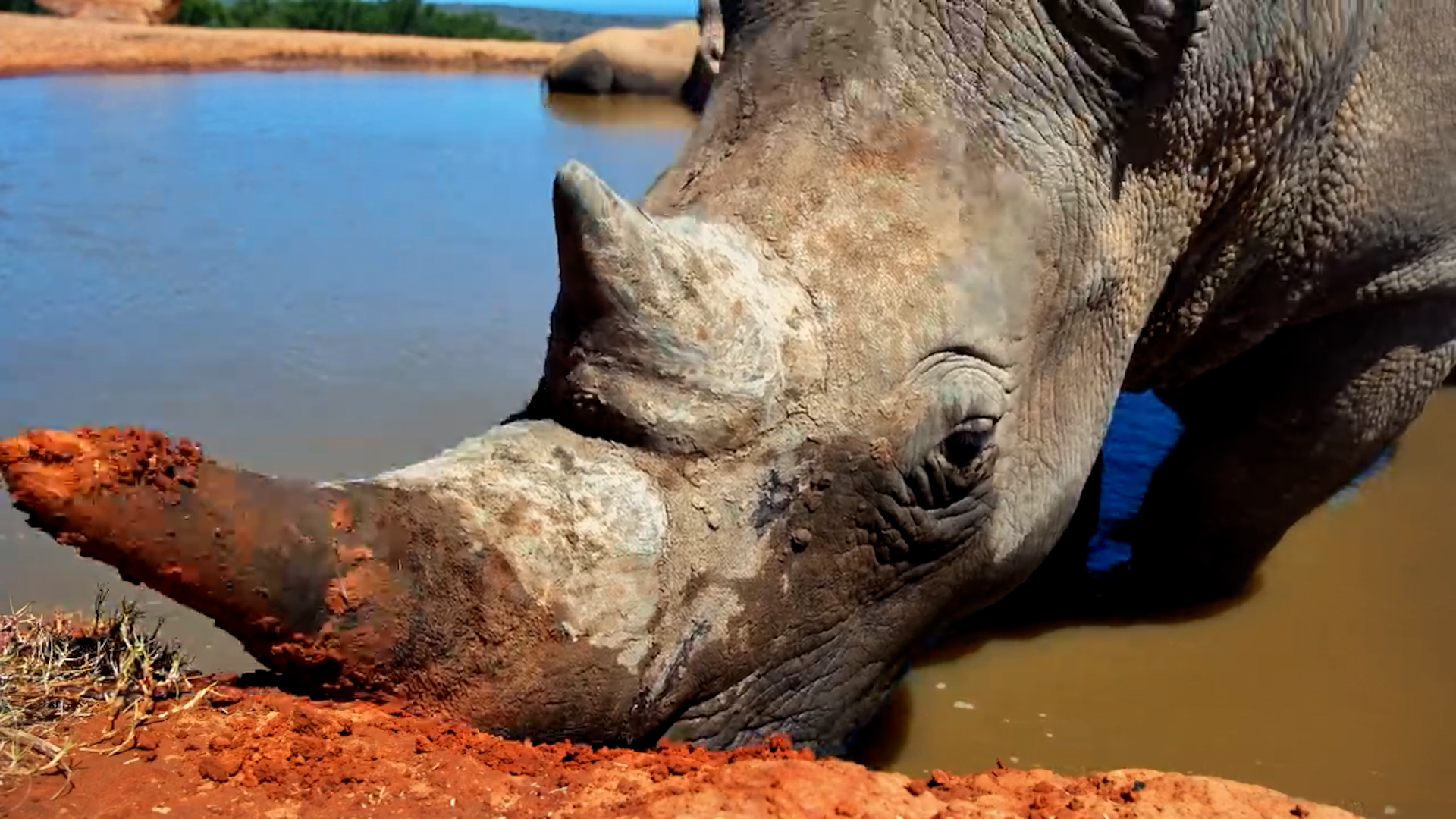 Rhino Gets Comfy by the Camera