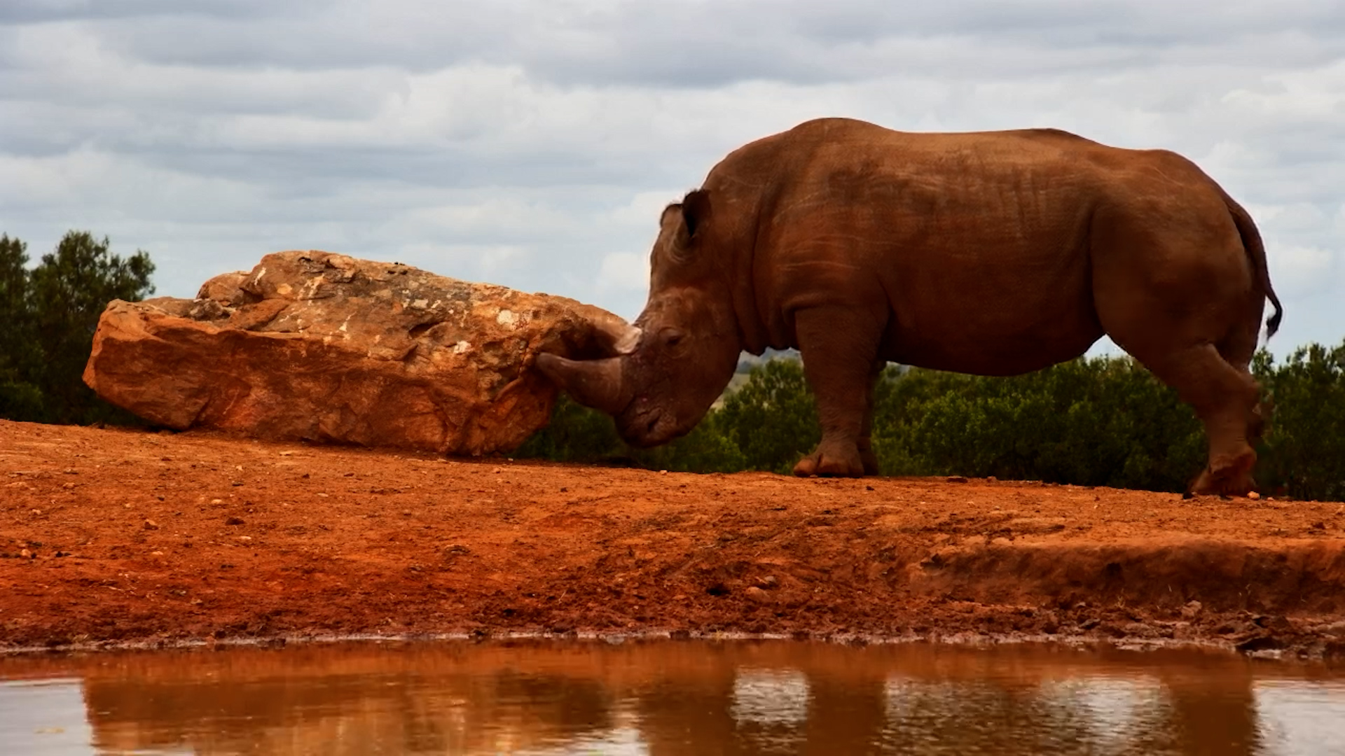 Horn Care: Rhino Keeps His Weapon in Tip Top Shape