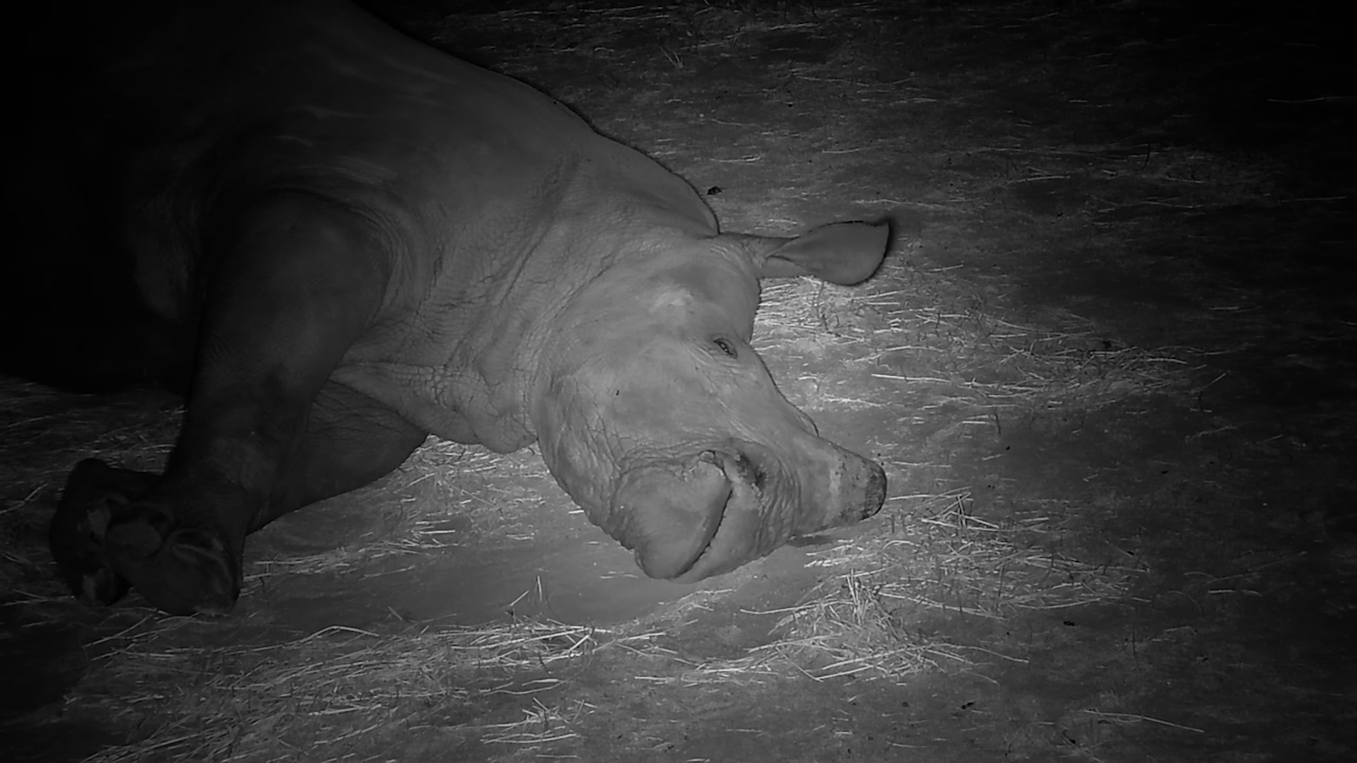 Lights Out for This Giant