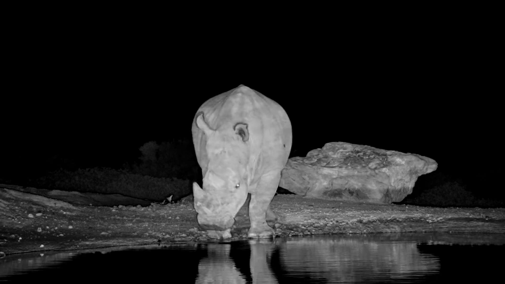 A Rhino’s Quiet Night