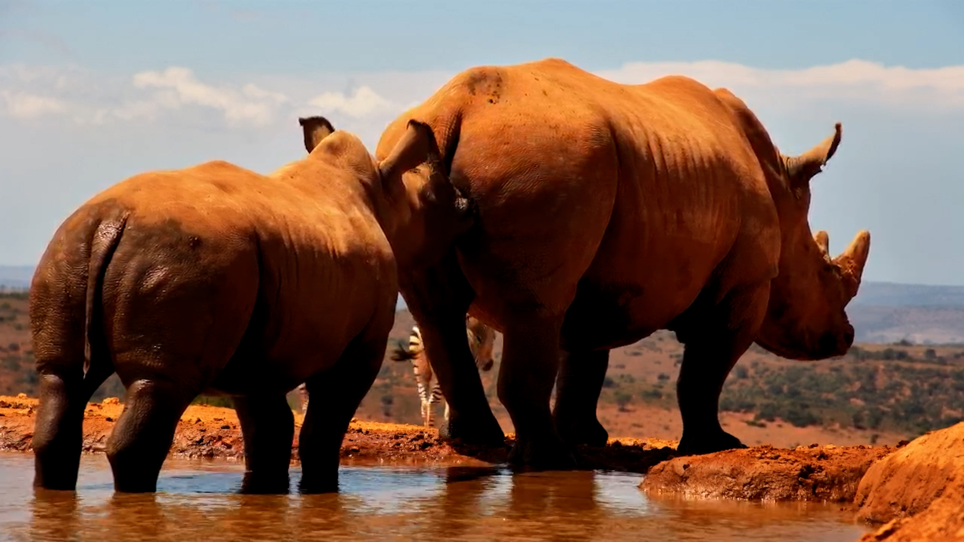 This Rhino Calf Has Zero Boundaries