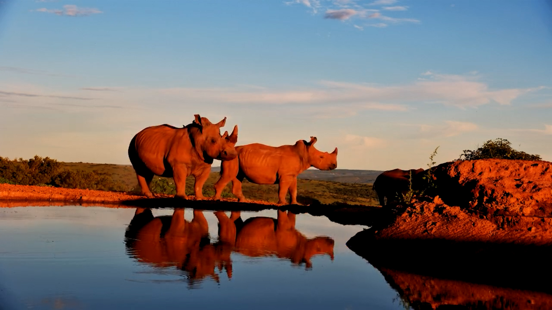 Mandy and Her Calf in Golden Afternoon Light