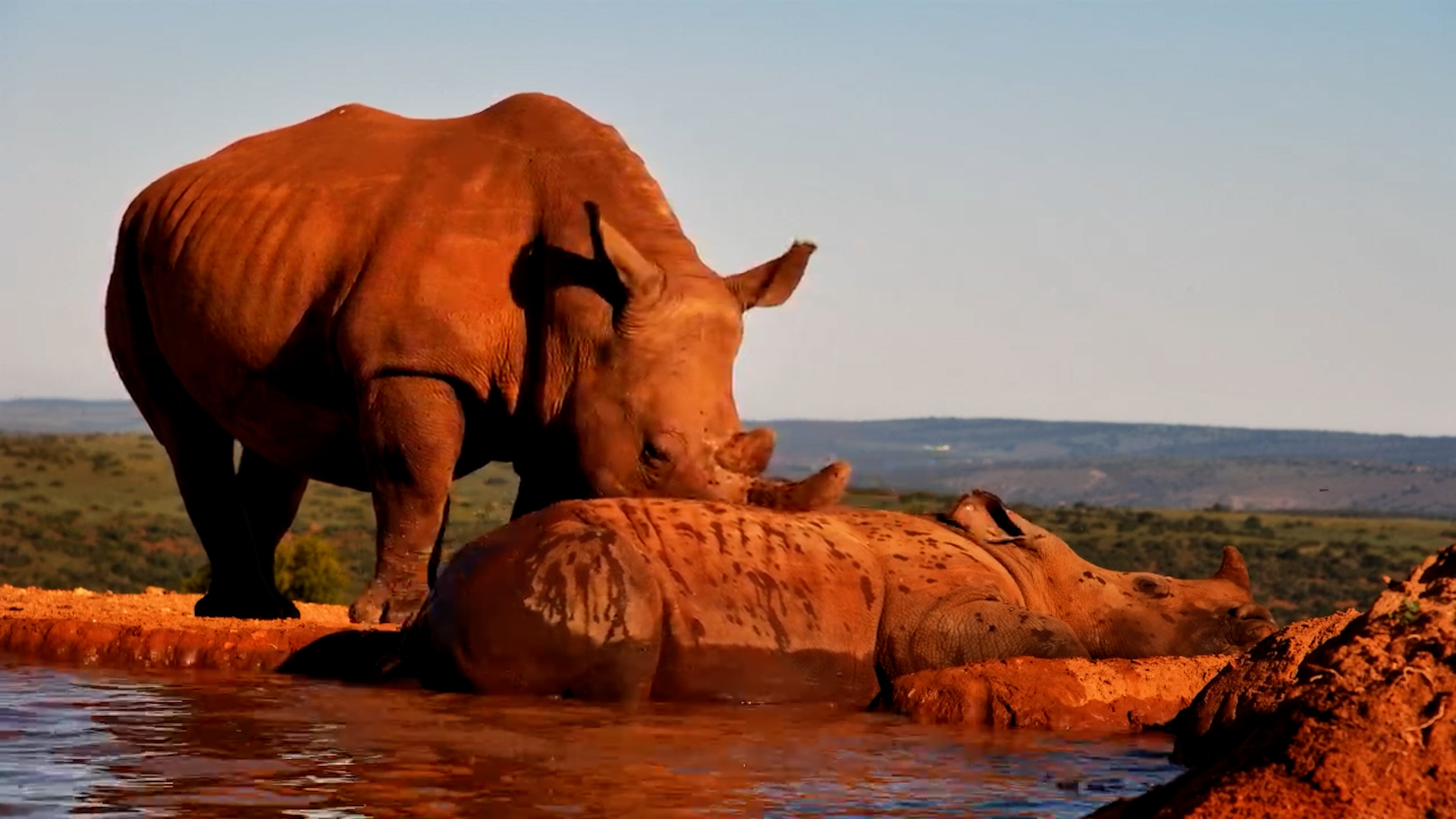 Rhino Calf Loves Its Mud Spa