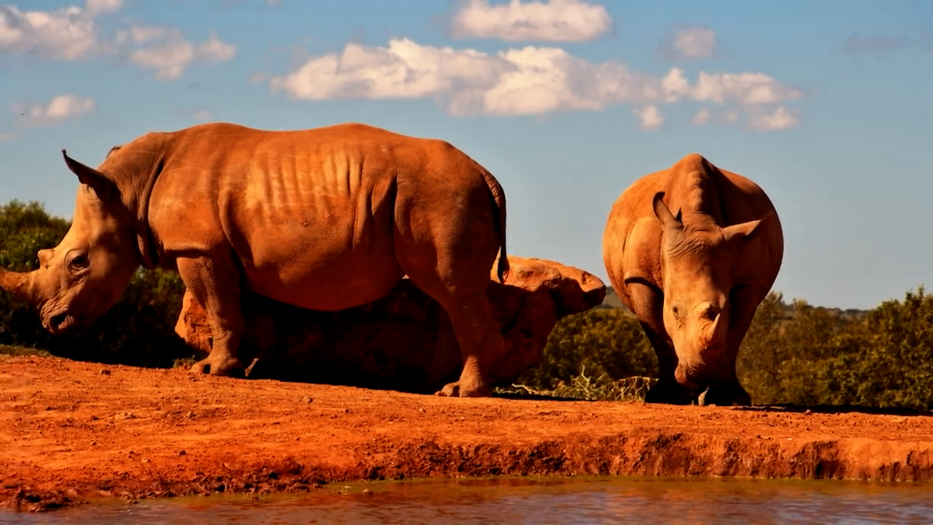 Founders Waterhole Taken Over by Rhinos