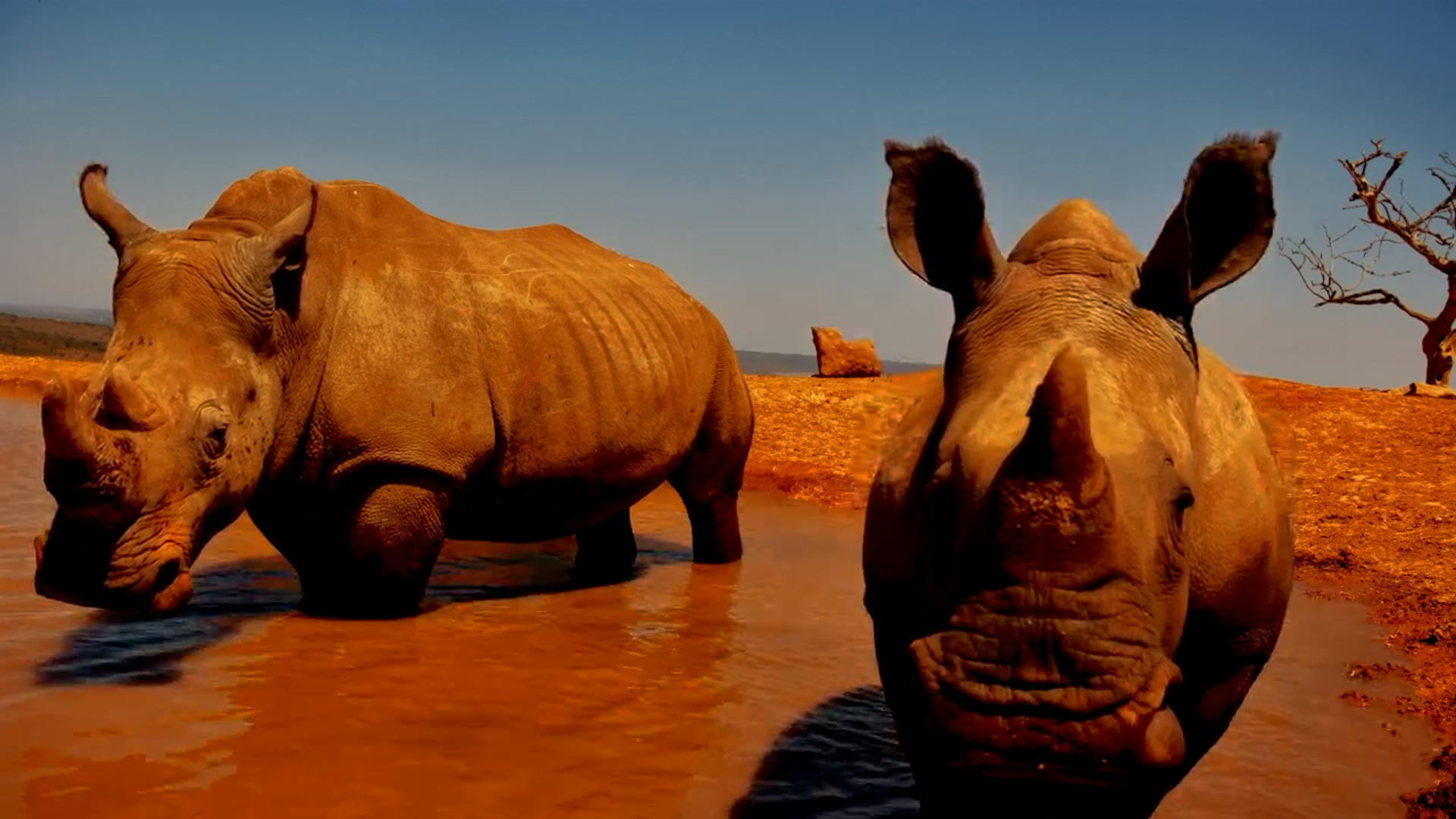 Up Close with a Mother Rhino and Her Calf!