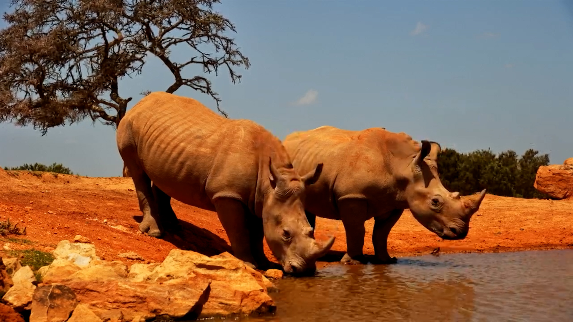 Four Rhinos at Founders Lodge