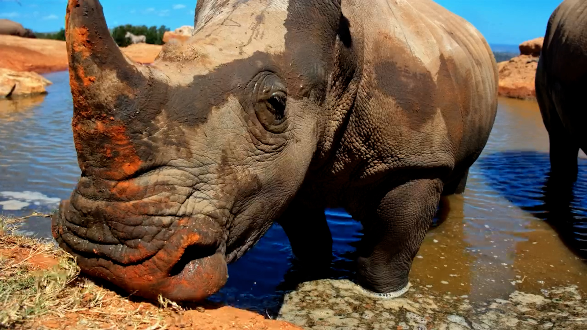 Say Cheese! Rhino Comes to the Camera