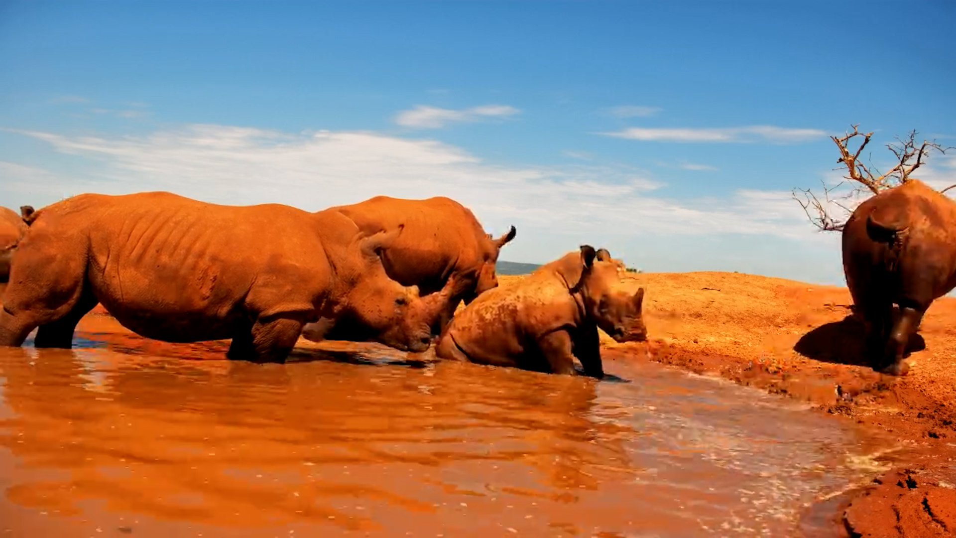 Pee Happens: Rhino Edition