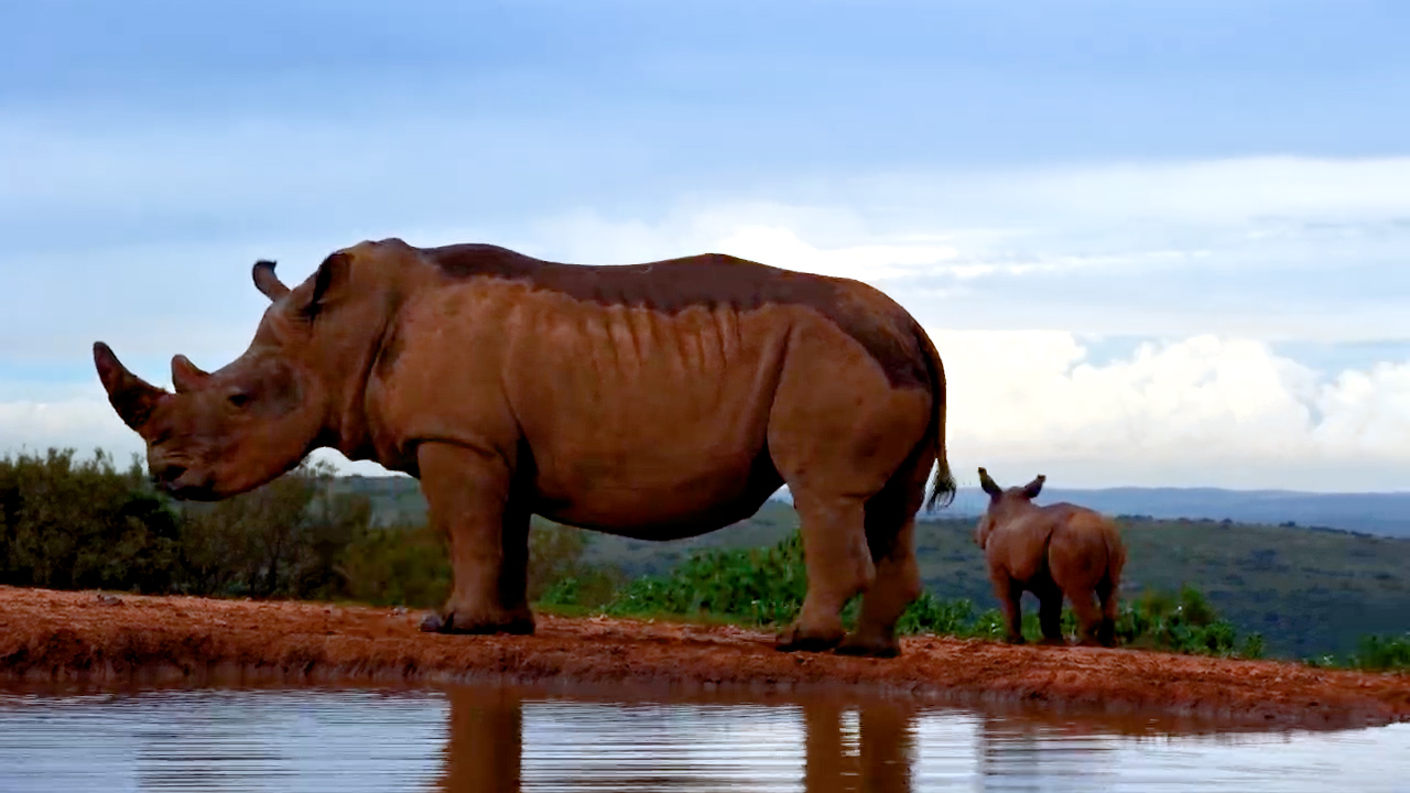 Mandy and Her Calf Stop By for a Visit