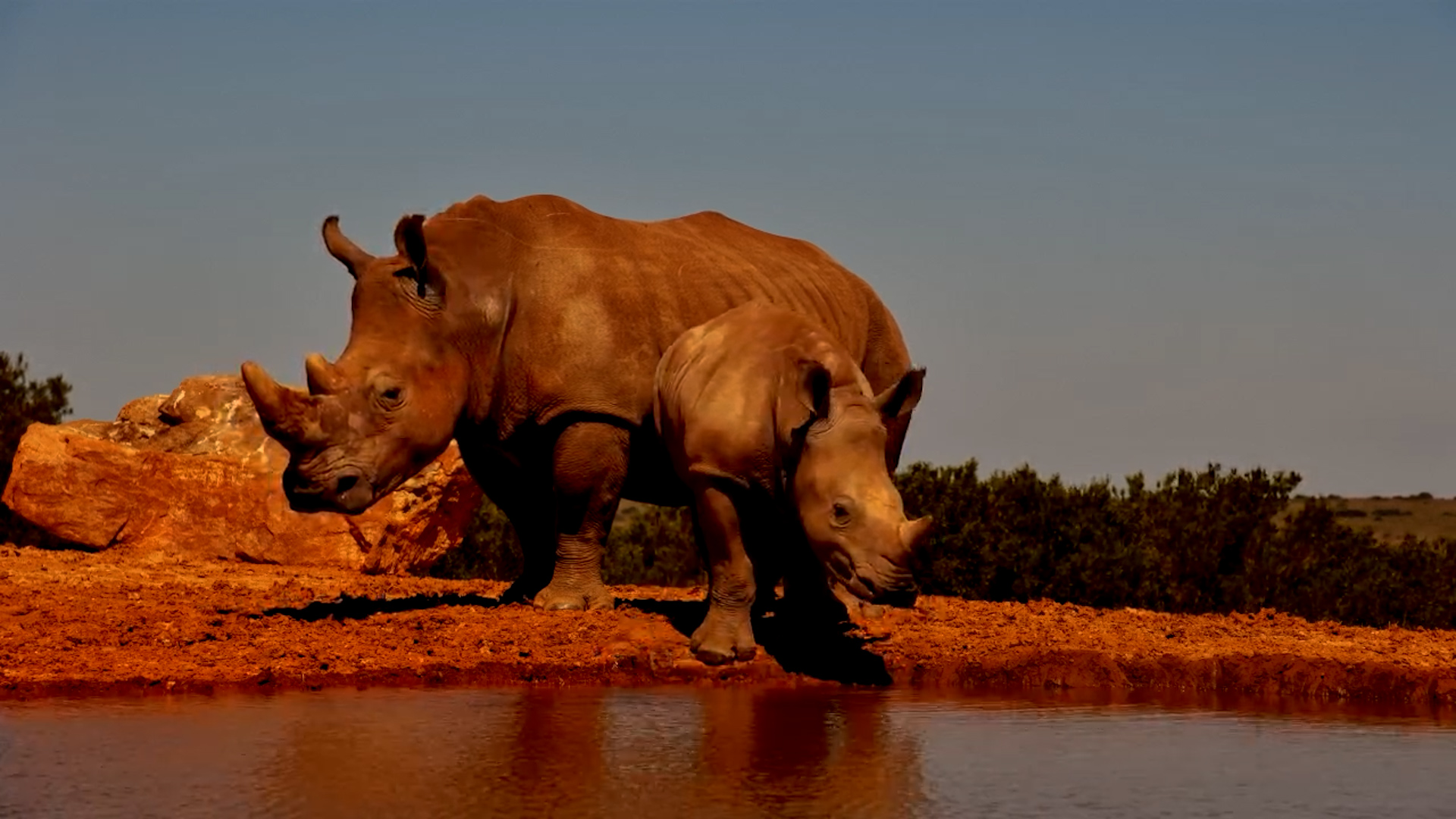 Mandy’s Calf Takes a Quick Drink