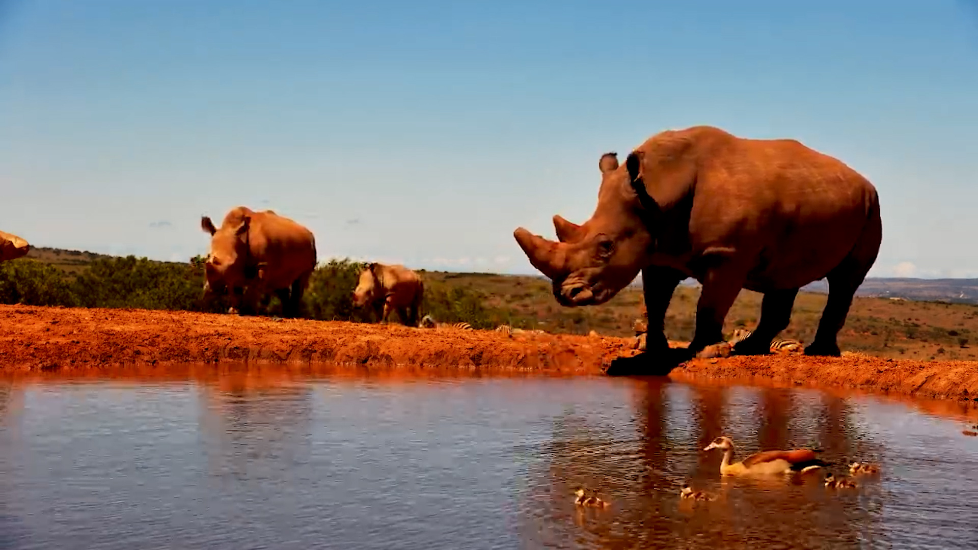 Gentle Giants Meet Feathered Visitors - Founders Waterhole