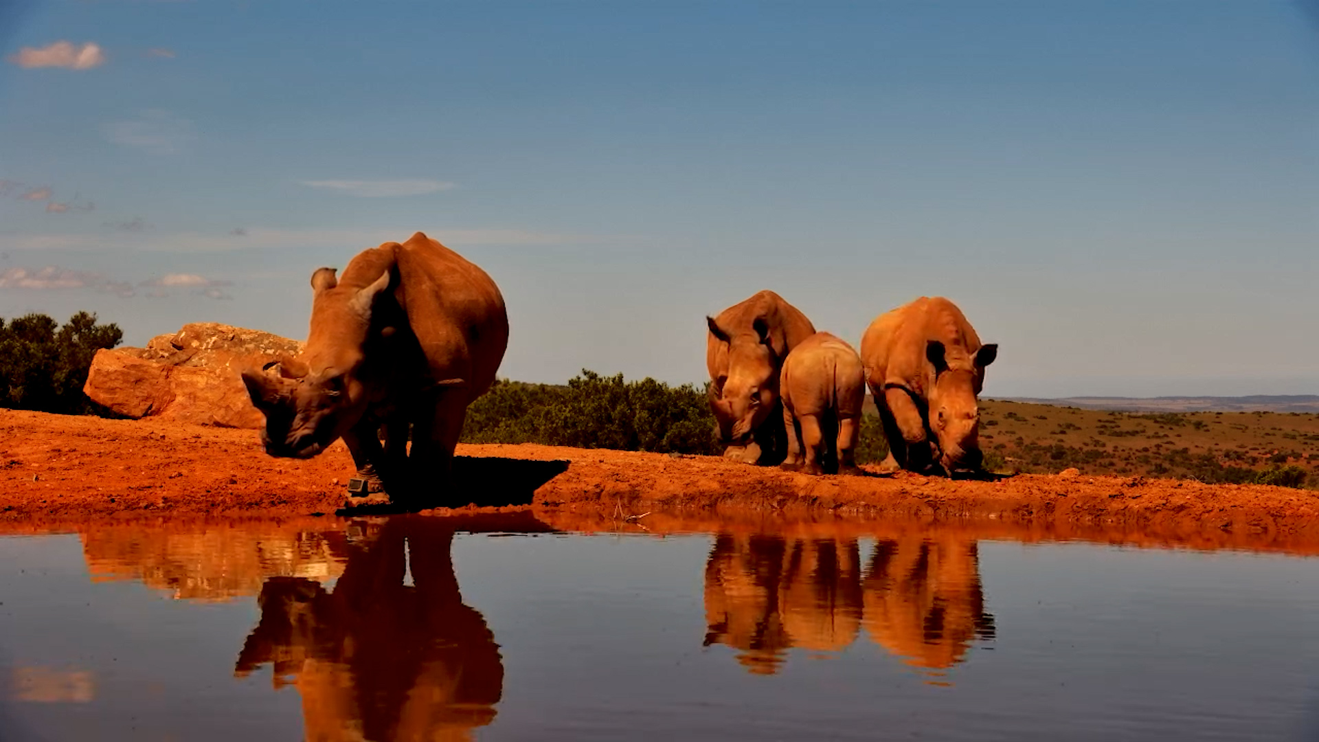 Rhino Family Time at Founders Lodge
