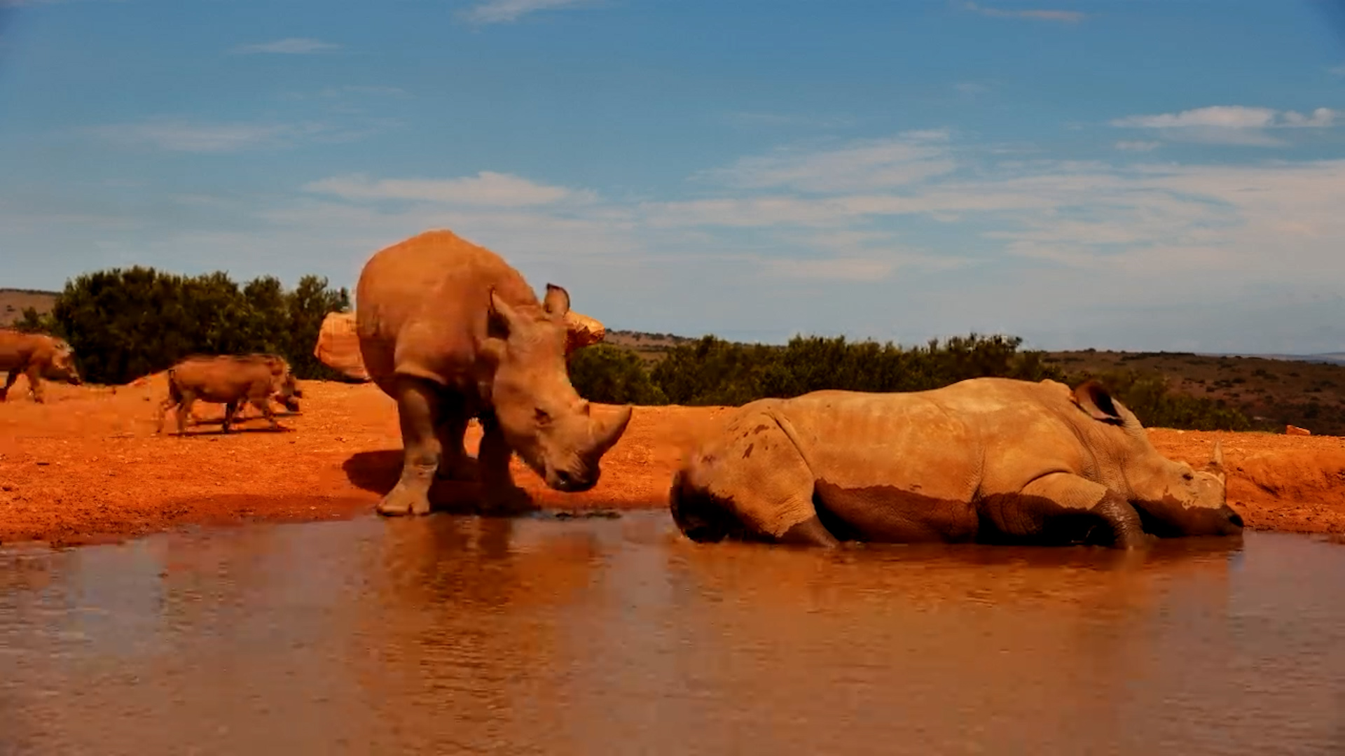 Rhino Pair Enjoy Mud Bath Bliss