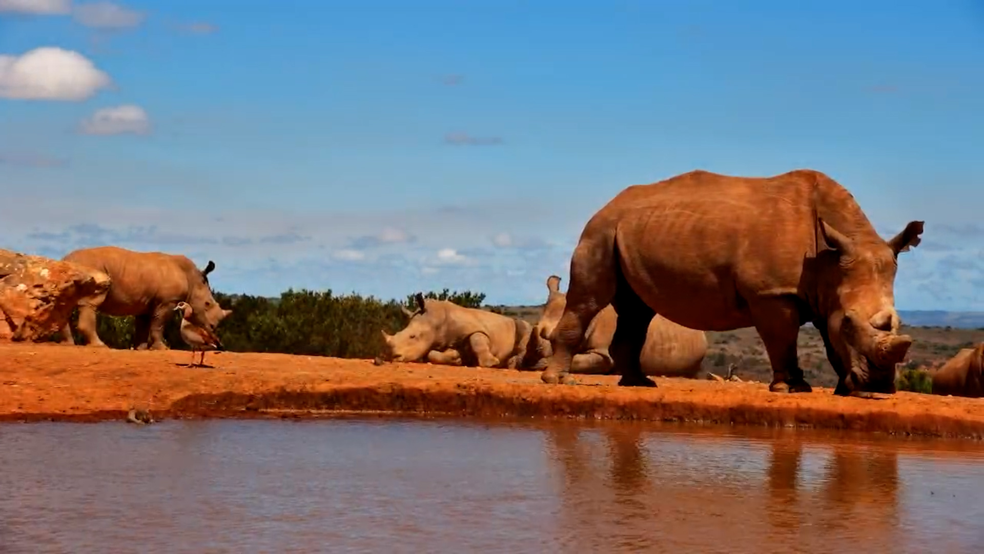 Rhino Family Relaxing by the Waterhole