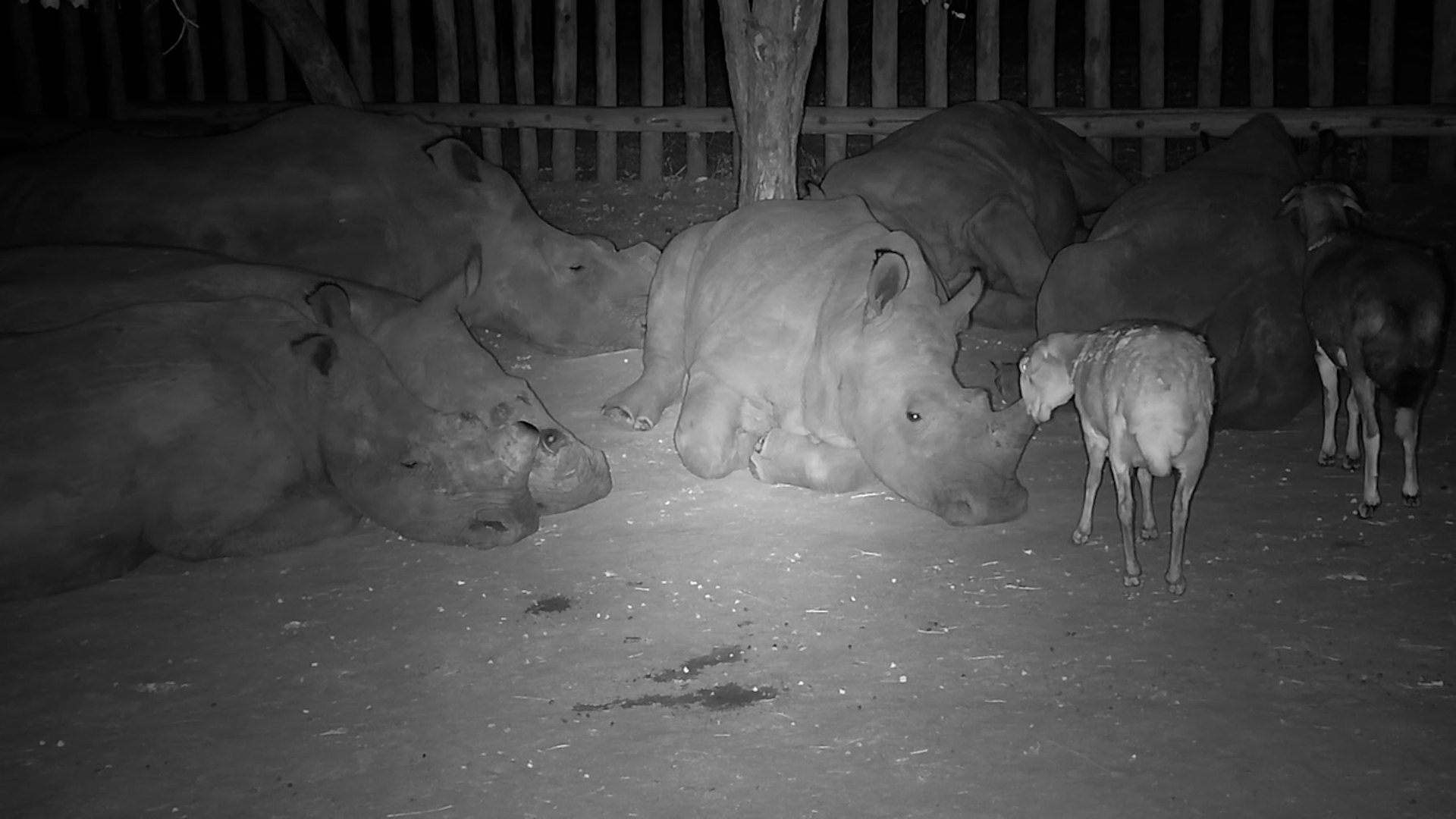 Sheep Couldn't Resist Touching the Rhino's Horn