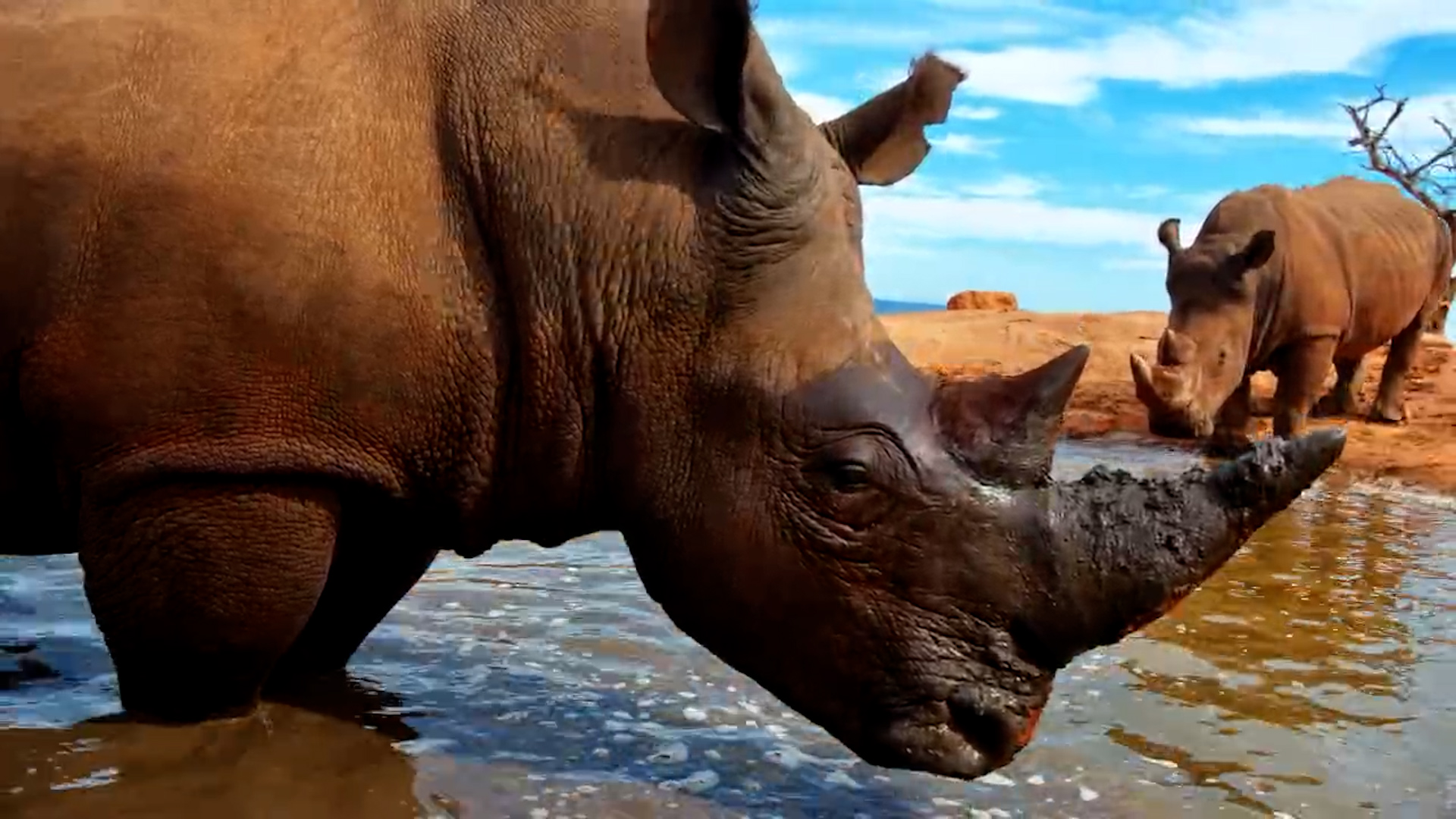 Rhino Goes Full Face-Dunk