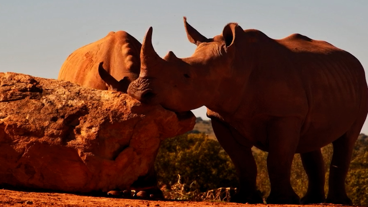 Rhino Uses Rock for Relief