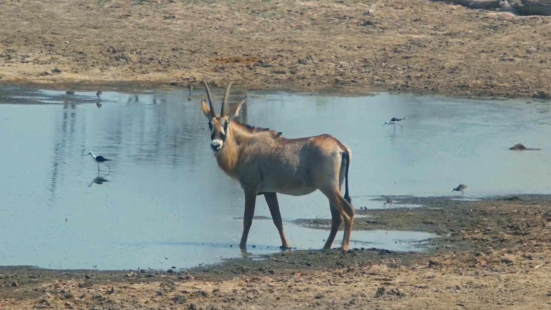 A Rare Roan Antelope Sighting at Twin Pans, Selinda Camp