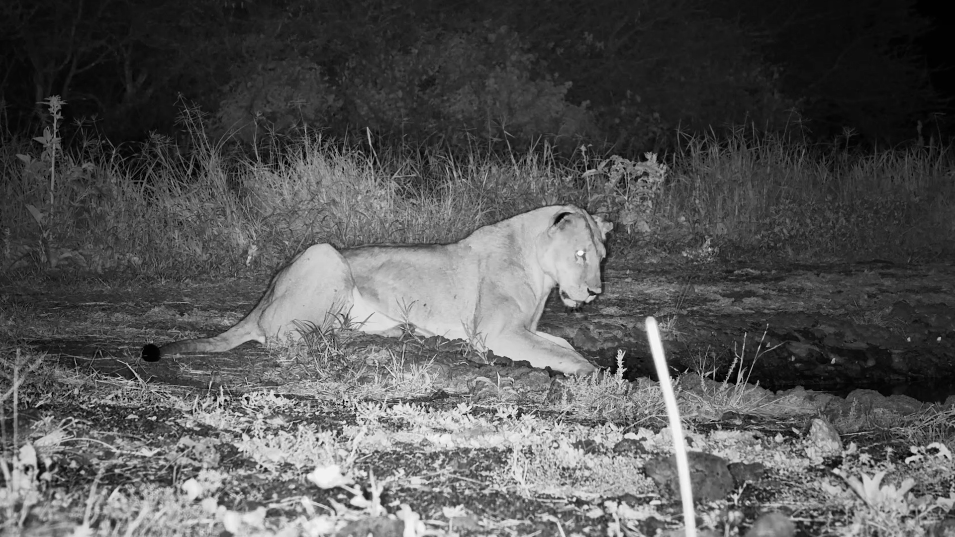 Injured Lioness Returns for a Drink… Then Calls for Her Pride