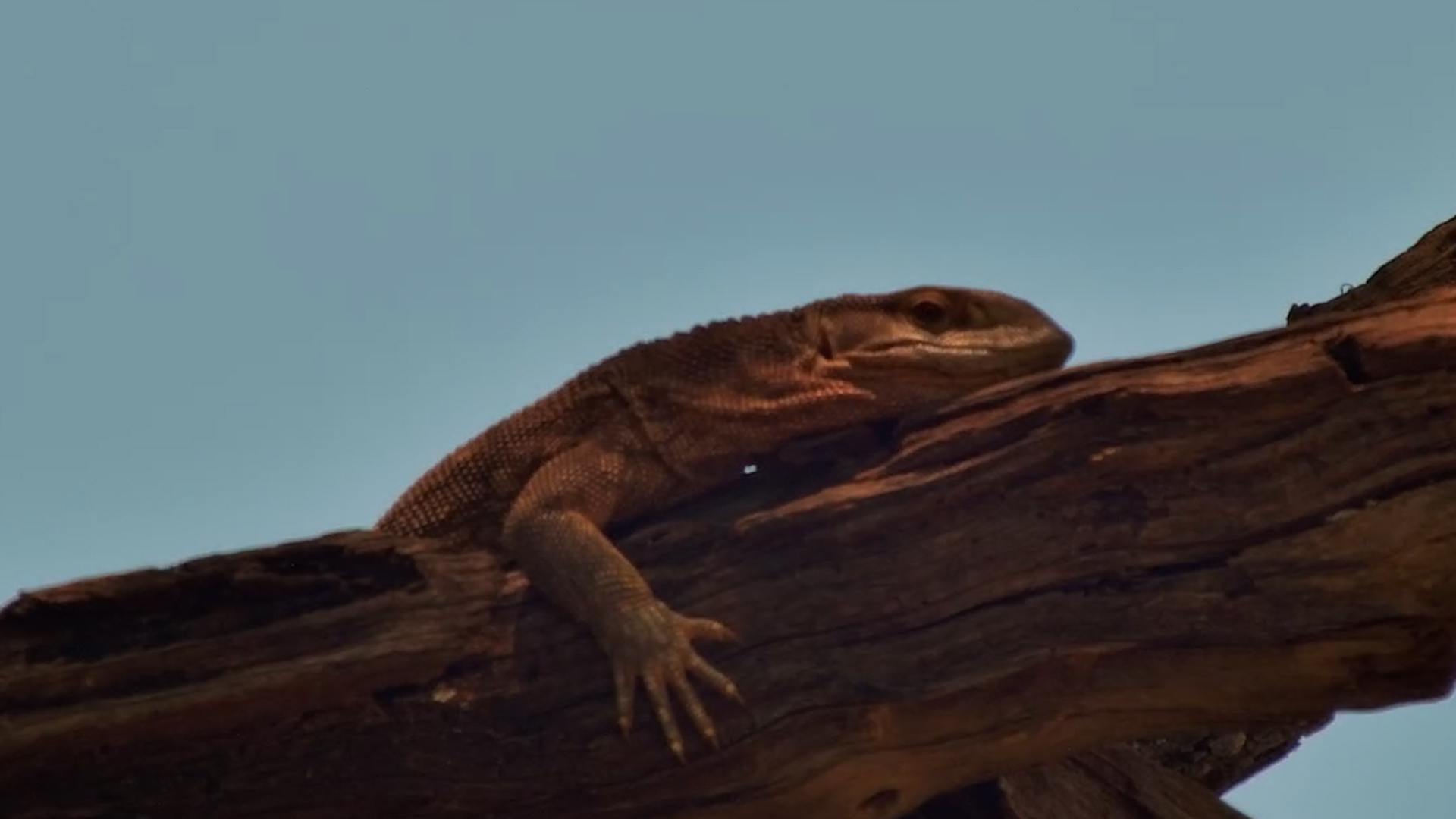 When a Monitor Takes a Timeout