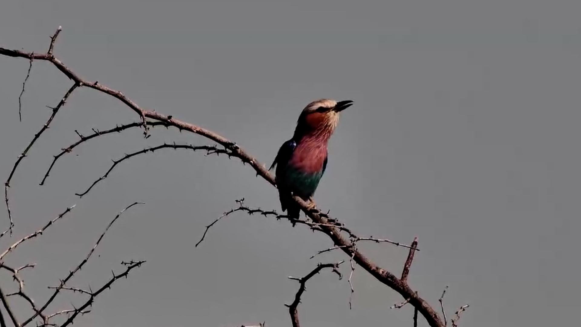 A Flash of Colour in the Trees
