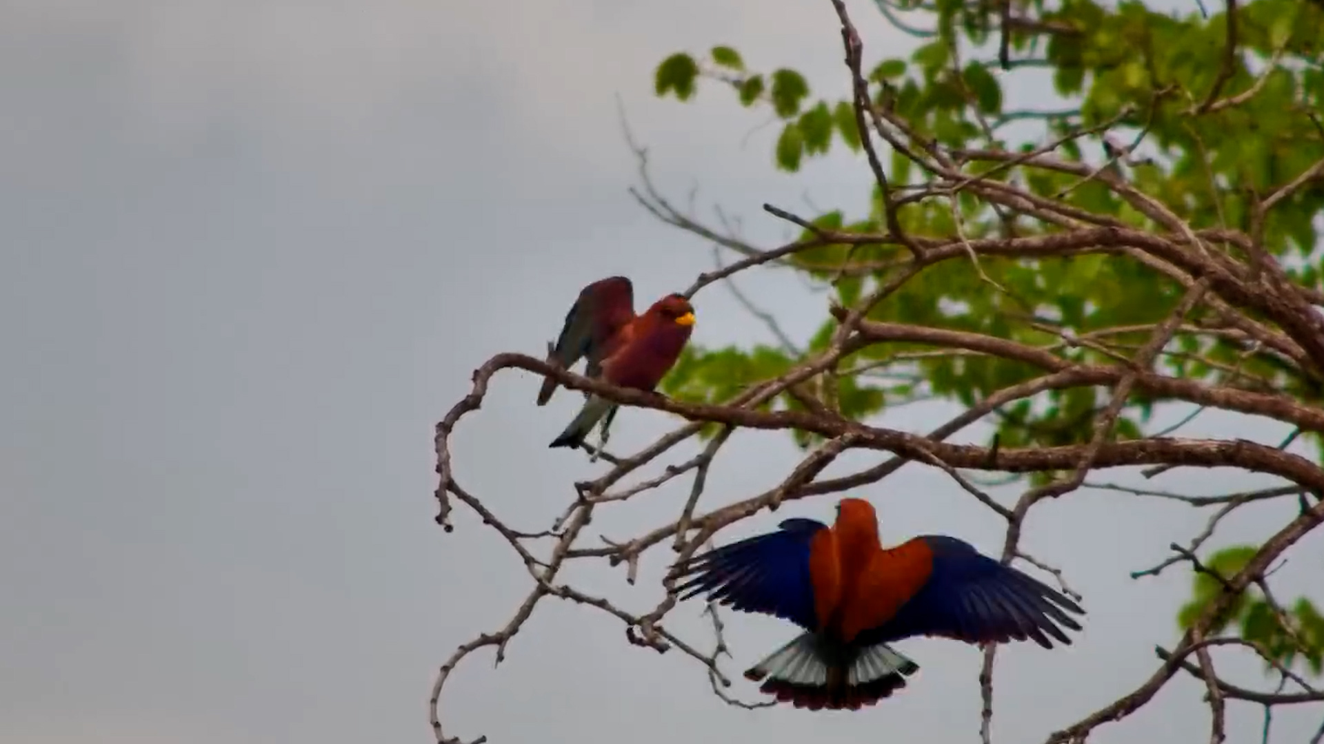 Broad-billed Rollers Caught in the Act!