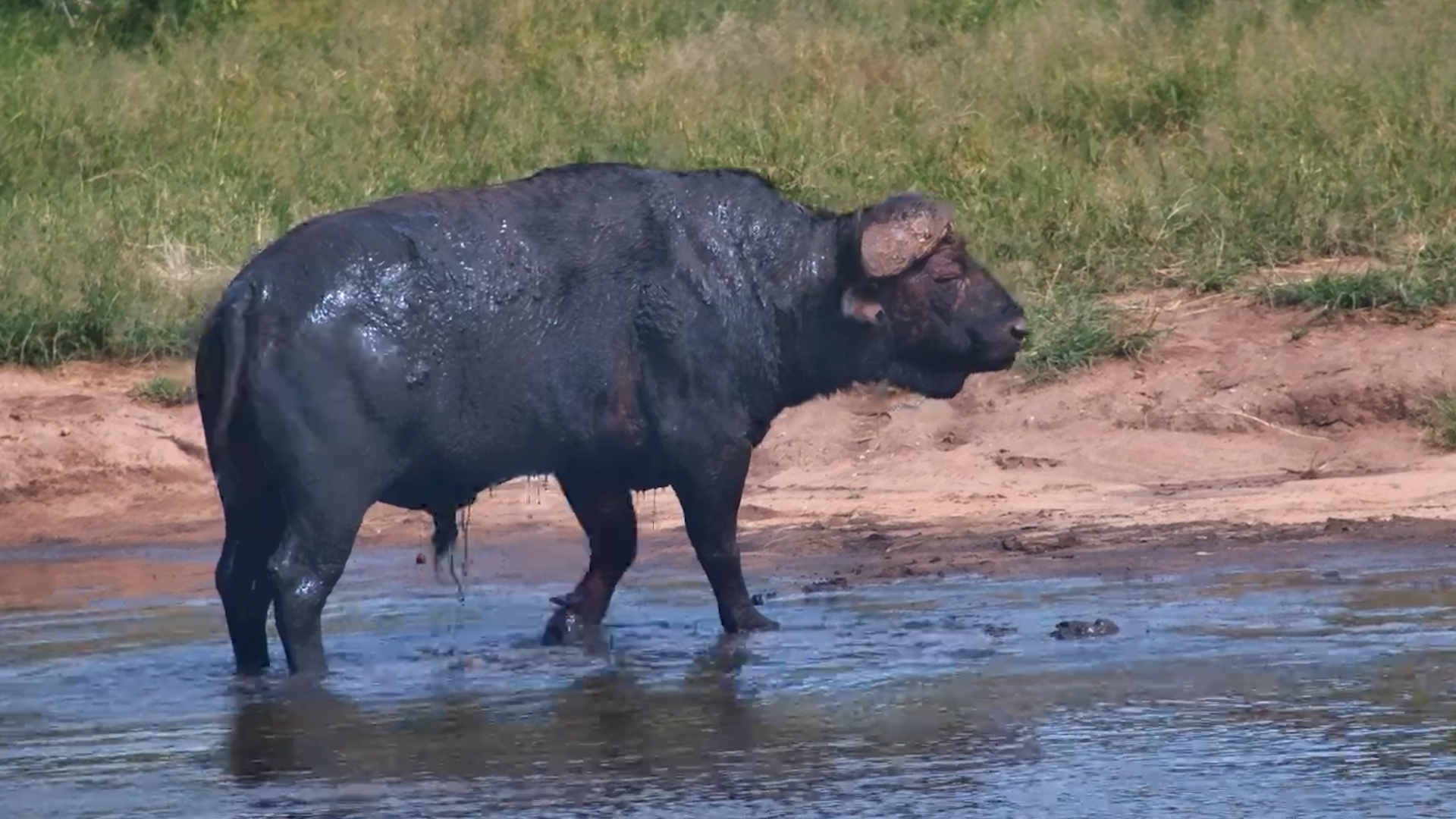 When You’re Old but Still Love a Good Wallow