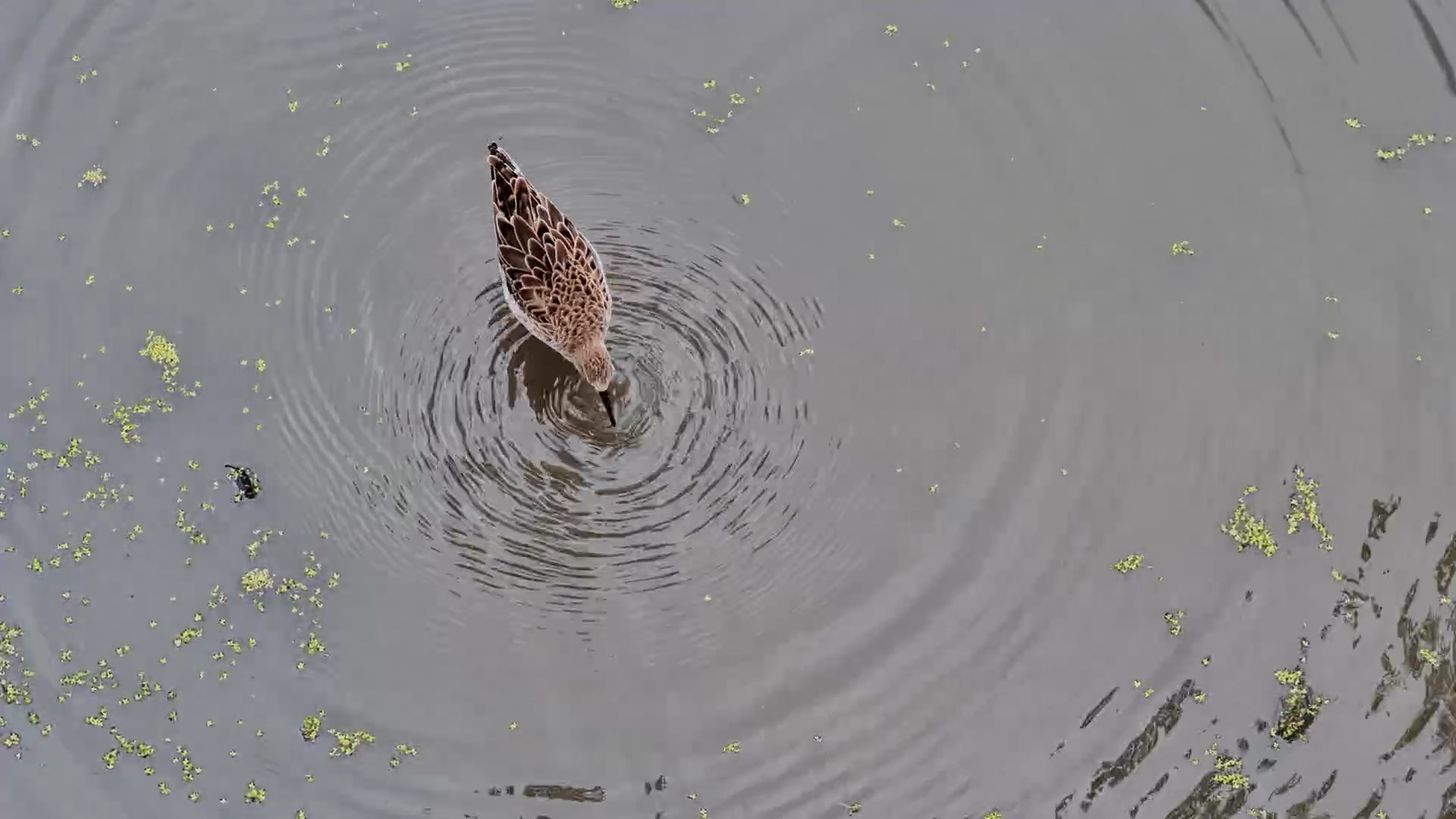 Ruff Feeding in Water
