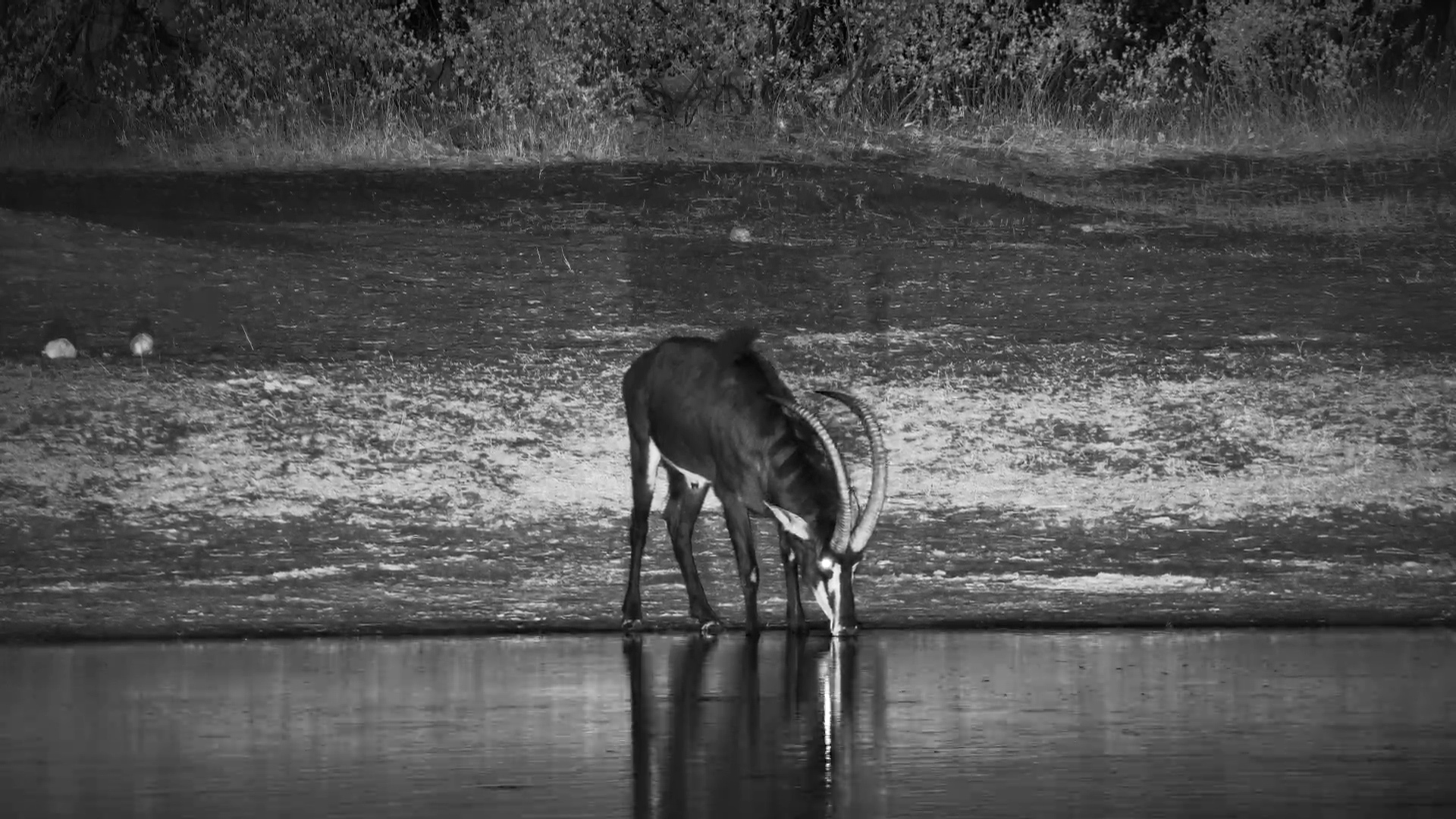 Beautiful Male Sable Drinks in the Night