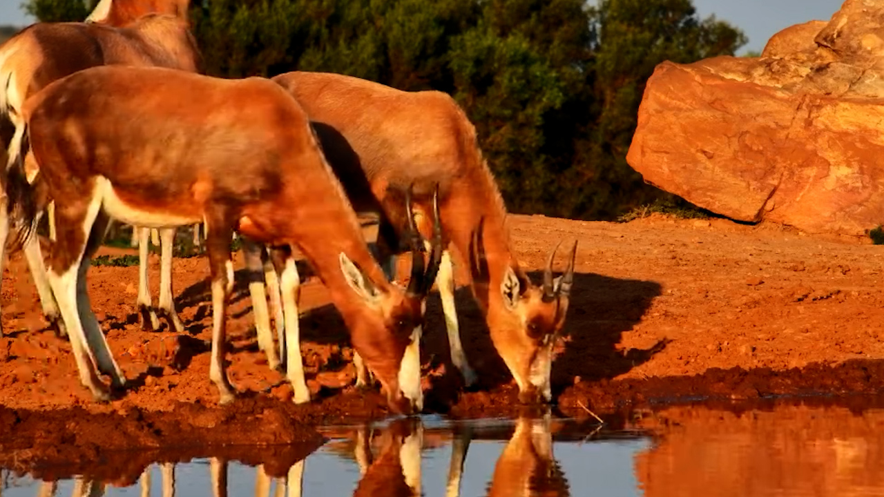 Blesbok & Springbok Hang Out at Founders