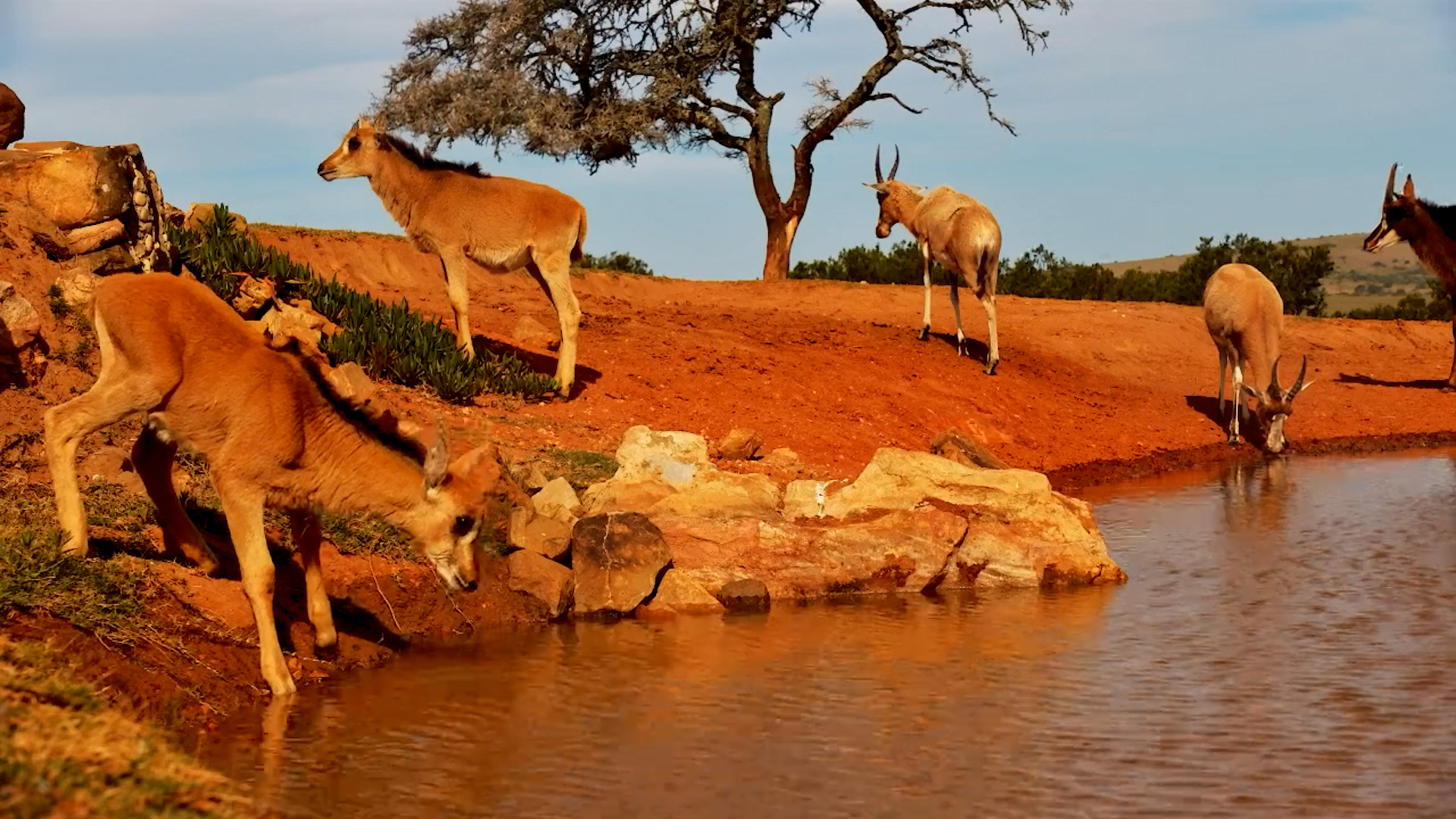 Baby Sables Explore Founders Waterhole