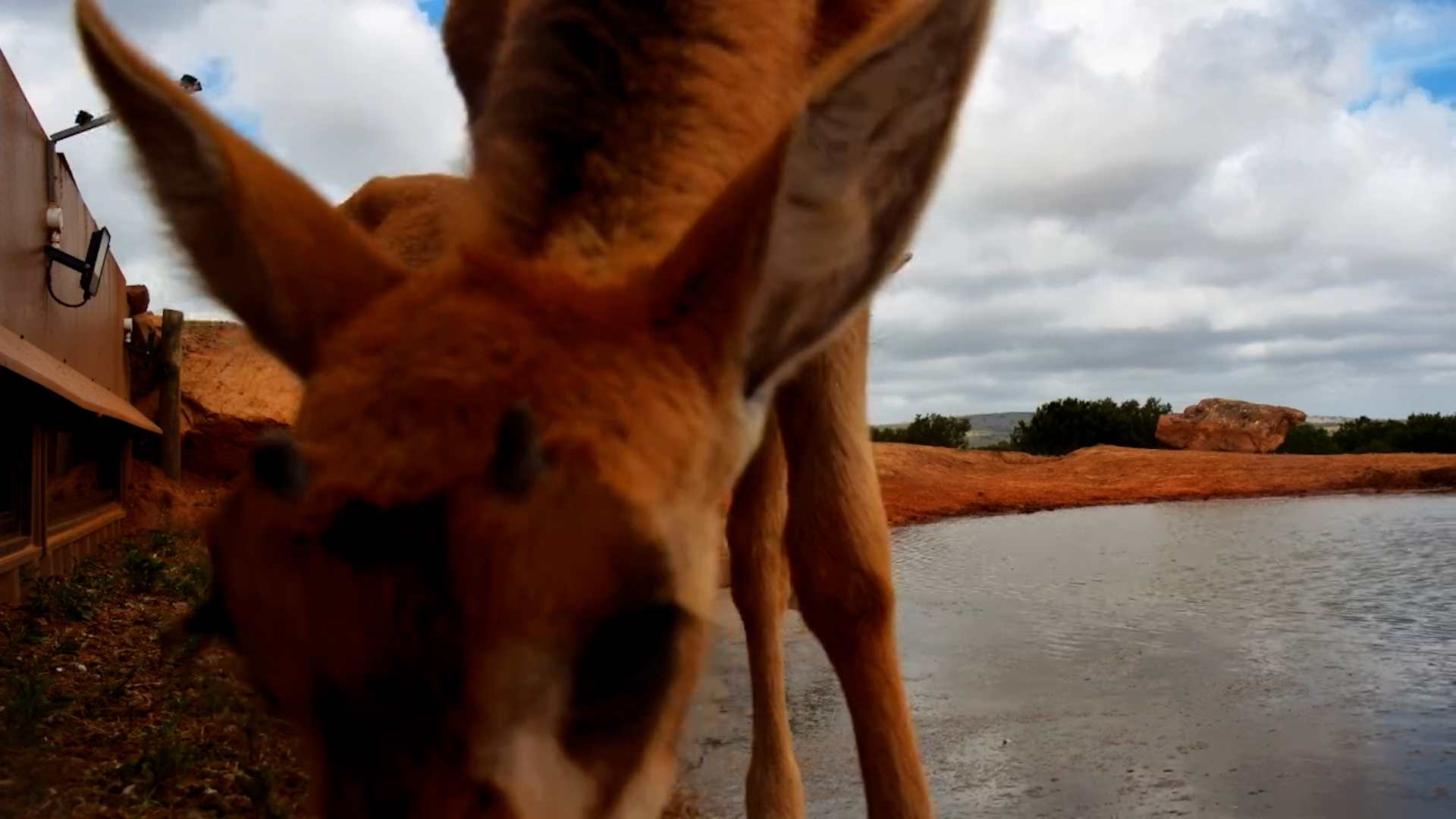 Young Sable Calves Feed Near the Camera