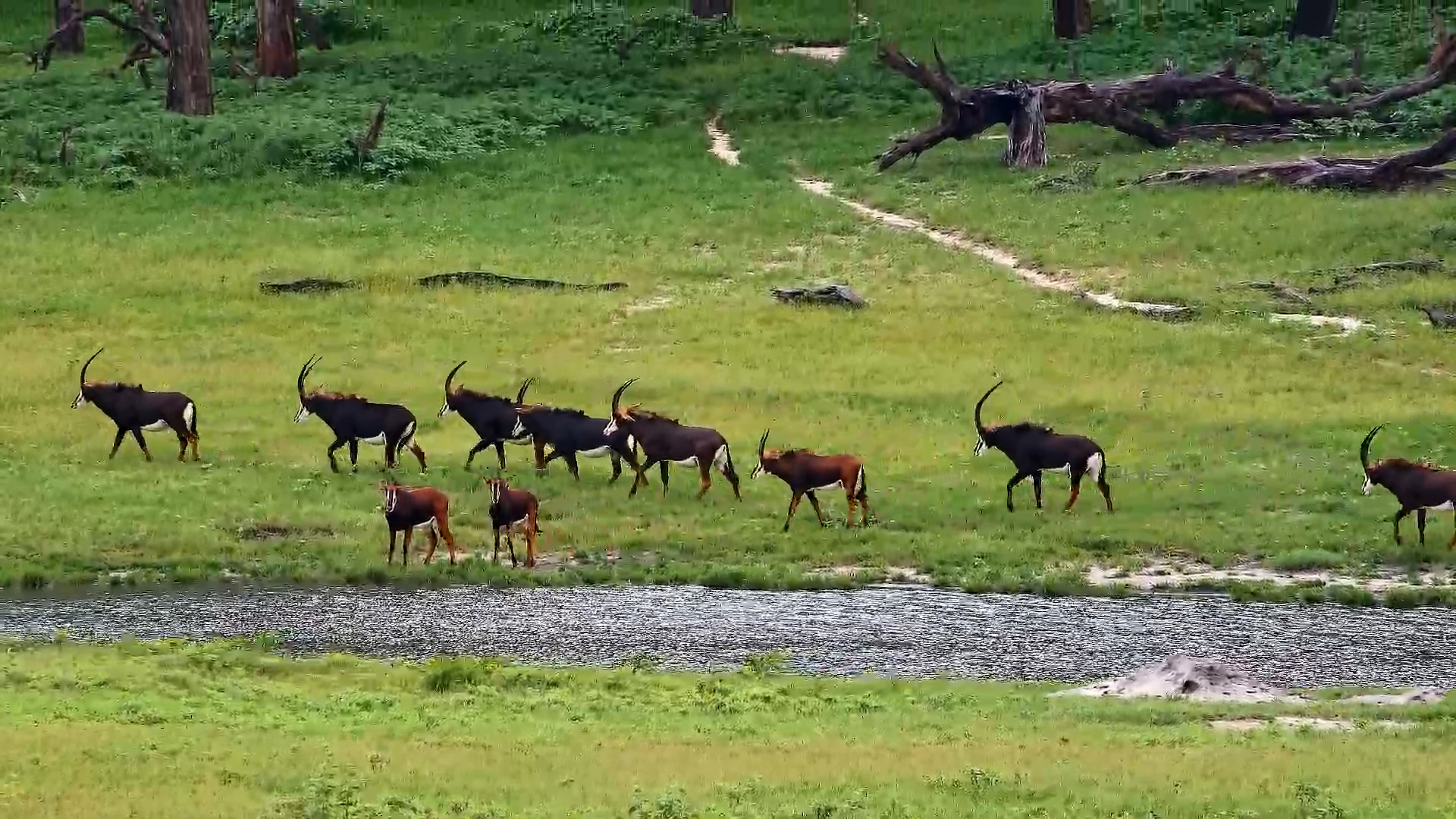 Sable Herd on the Move Through Hwange