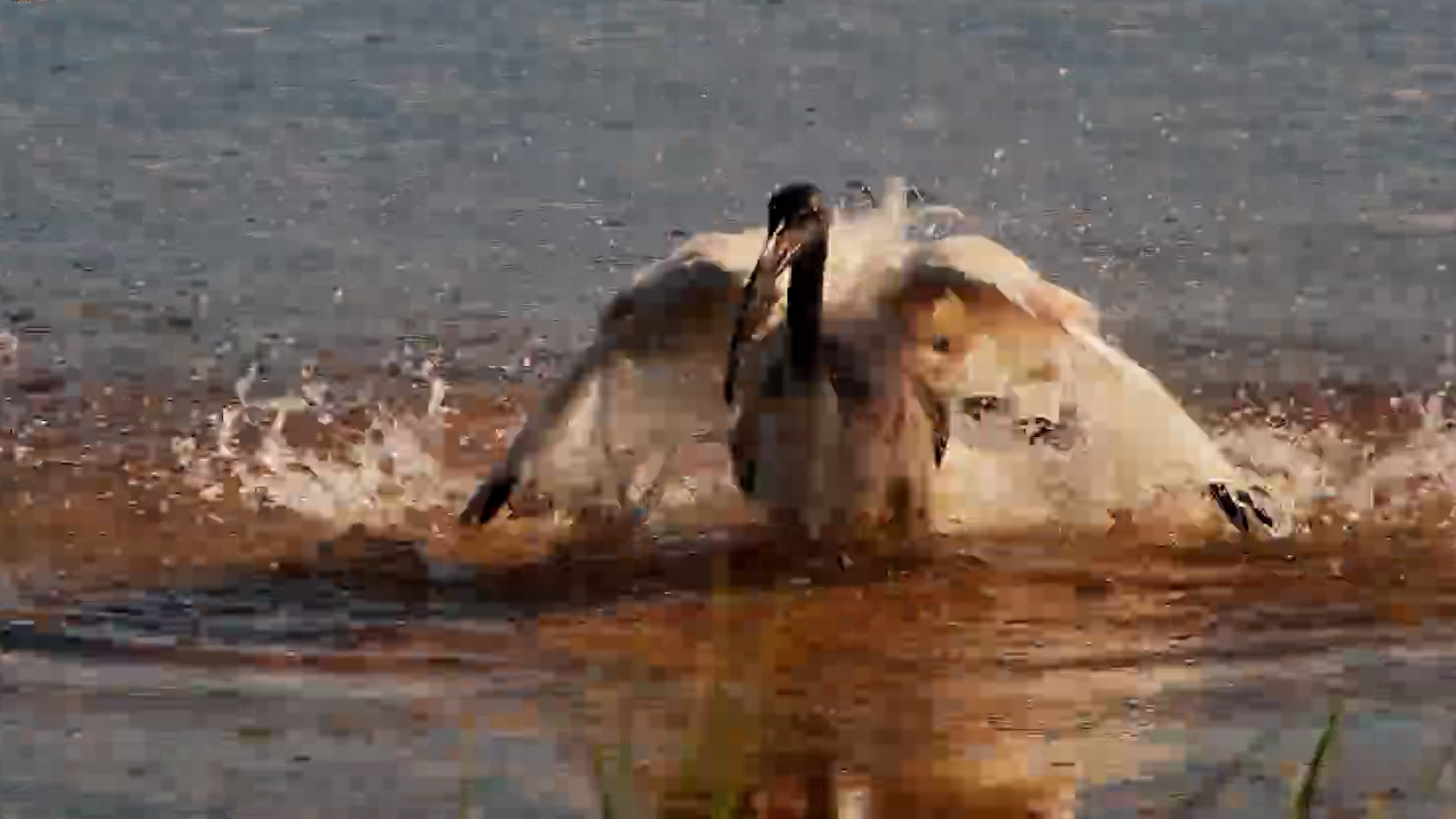 Sacred Ibis in the Water