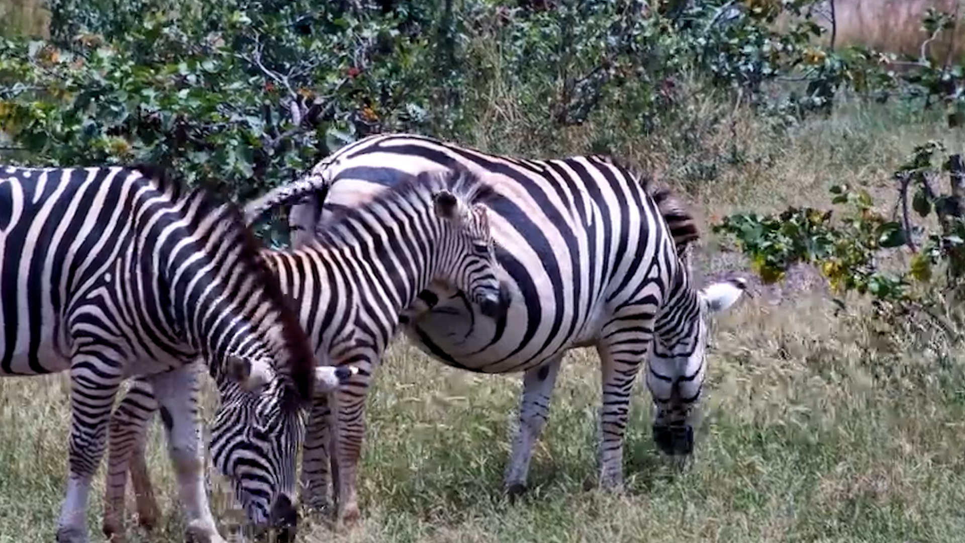 Foal in the Herd: Zebras at Vic Falls Waterhole