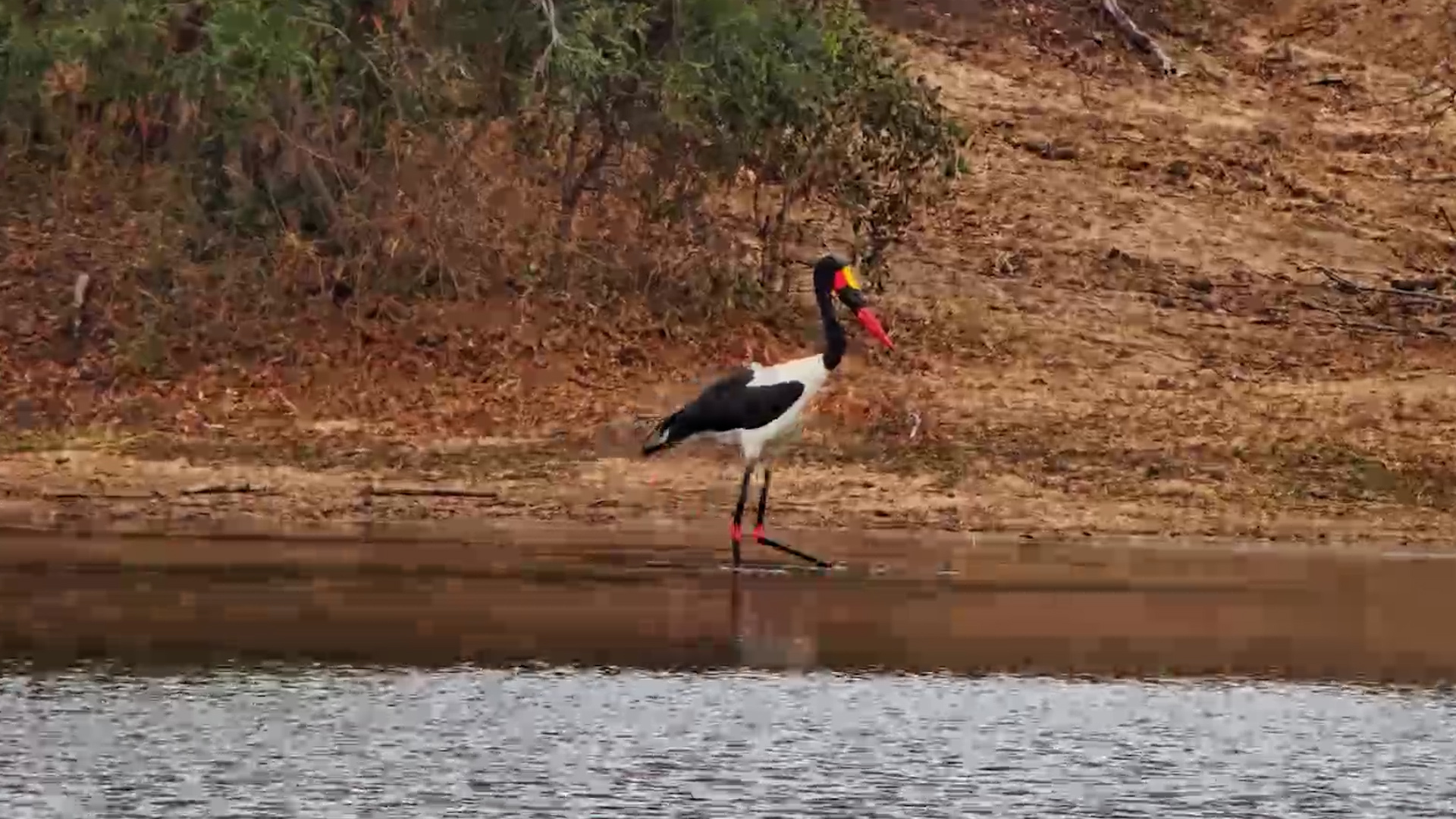 Saddle-Billed Stork Turns the Waterhole Into a Buffet