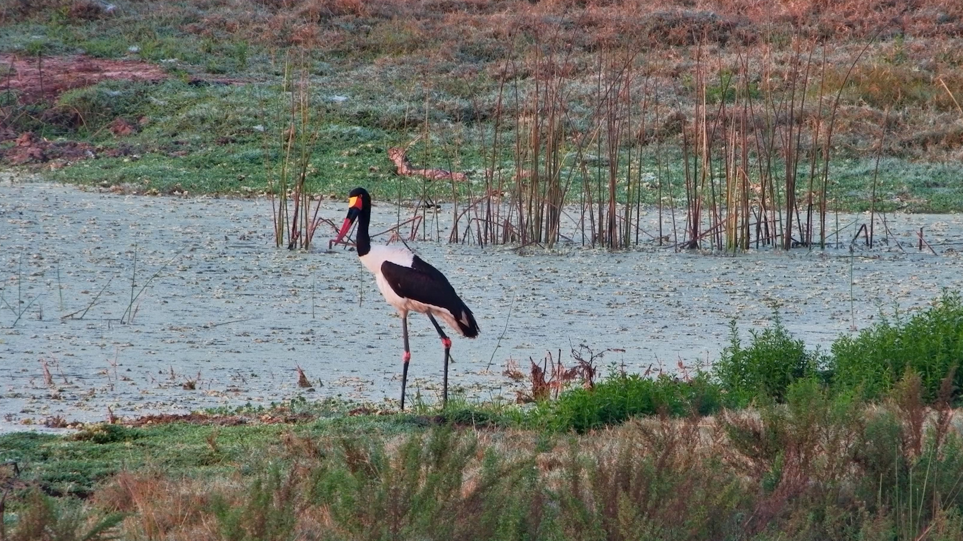 Watch This Saddle-billed Stork Hunt