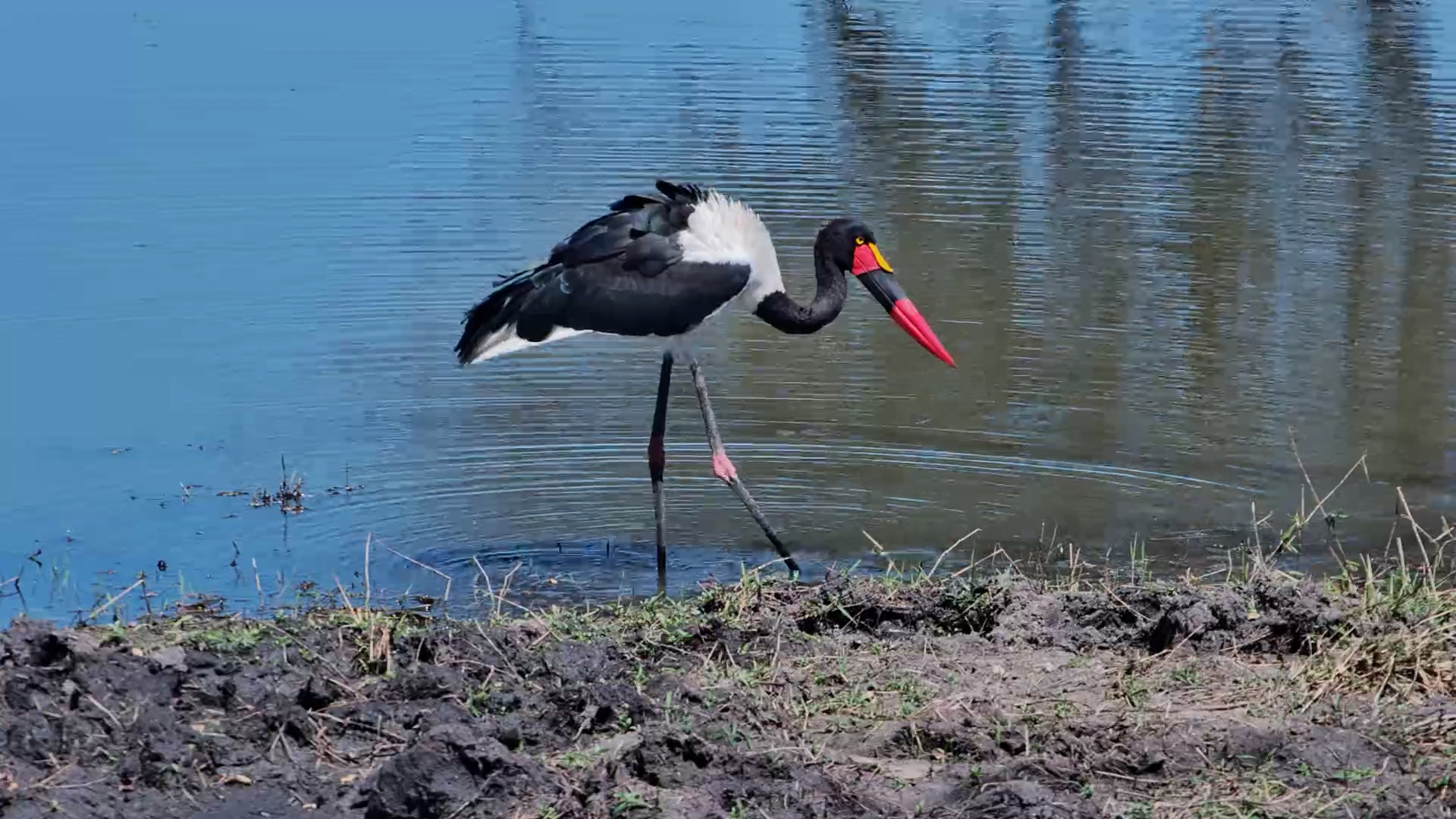 Saddle-Billed Stork Searches for a Snack