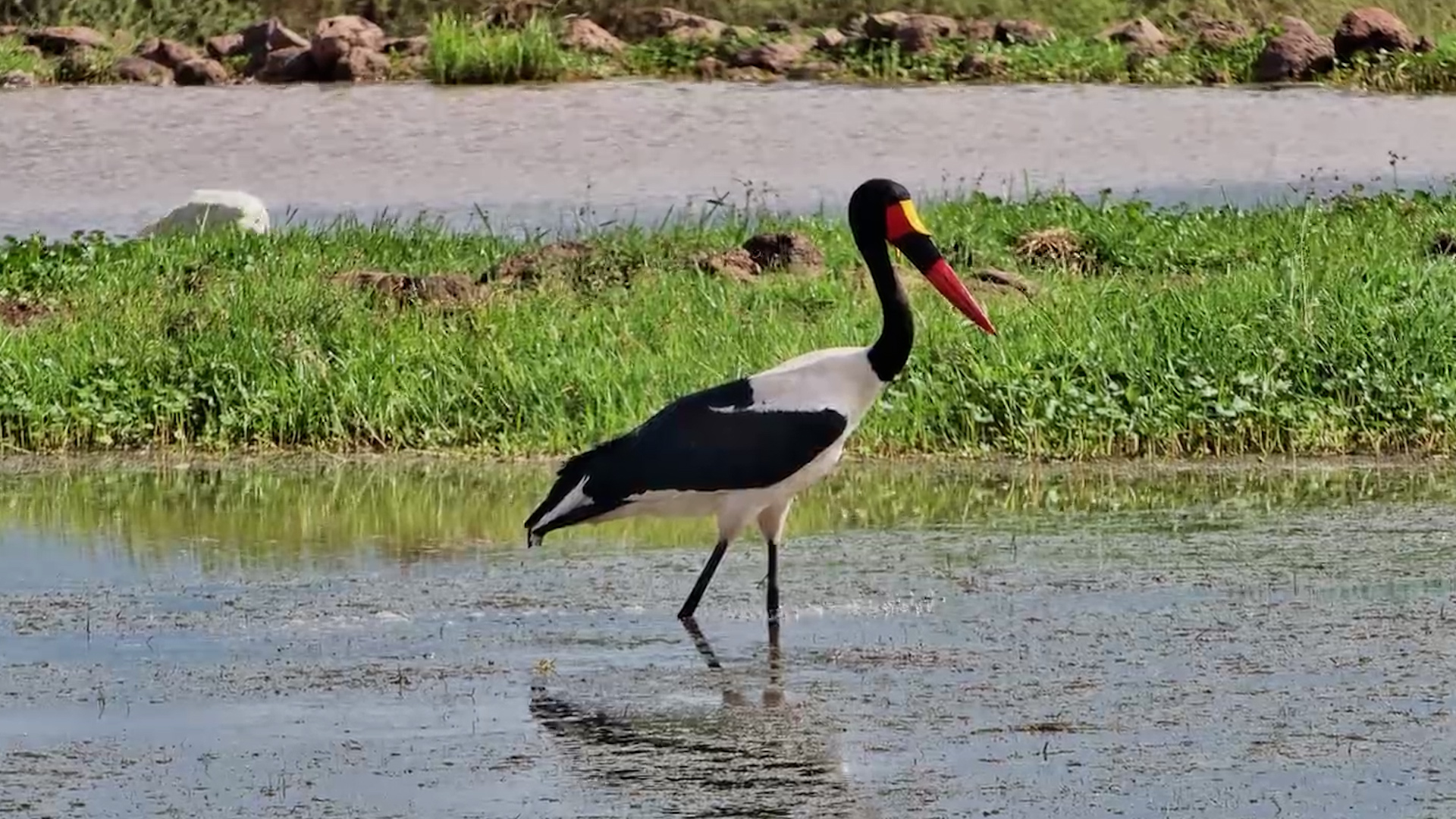 Saddle-Billed Stork on the Prowl