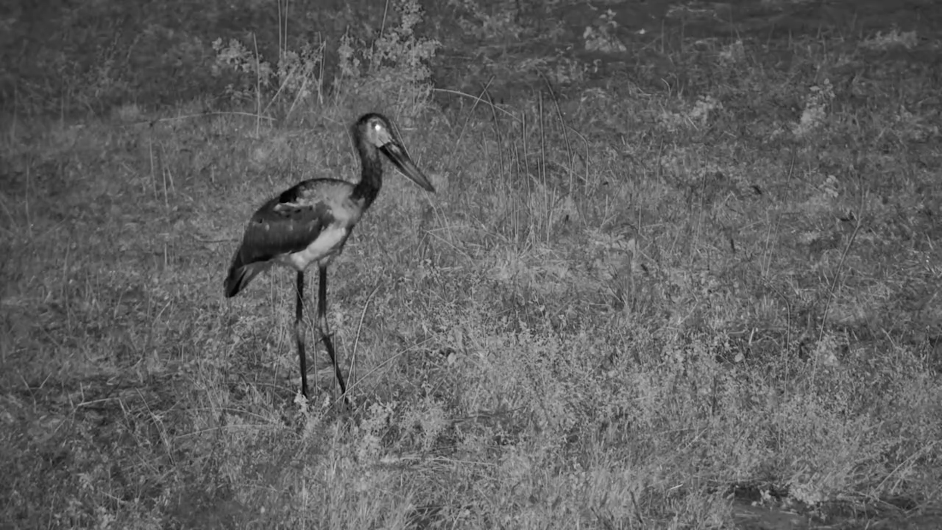 Snacking With The Saddle-billed Stork