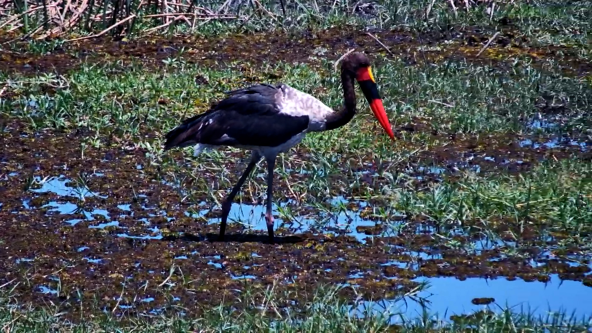 Saddle-Billed Stork Foraging in the Water