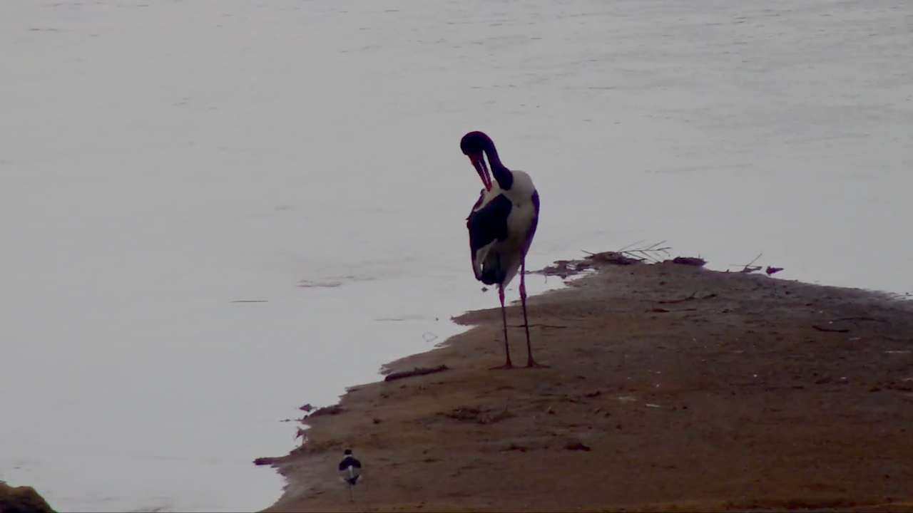 Standing Tall Along the Sabie